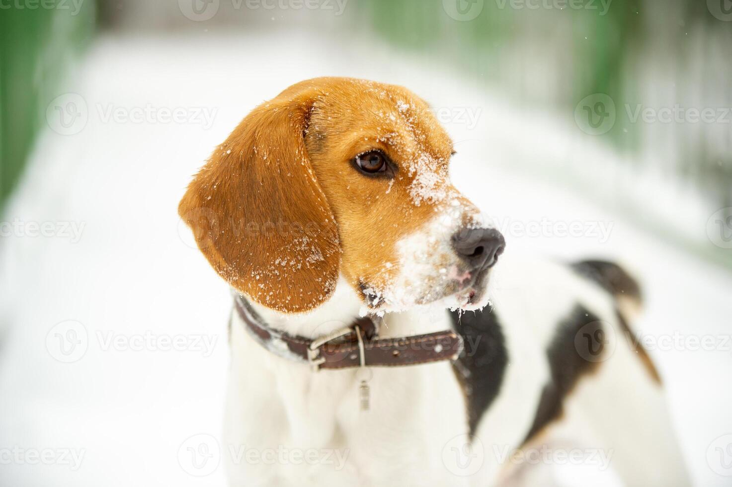 Dog breed Beagle in winter play in the snow outdoors photo