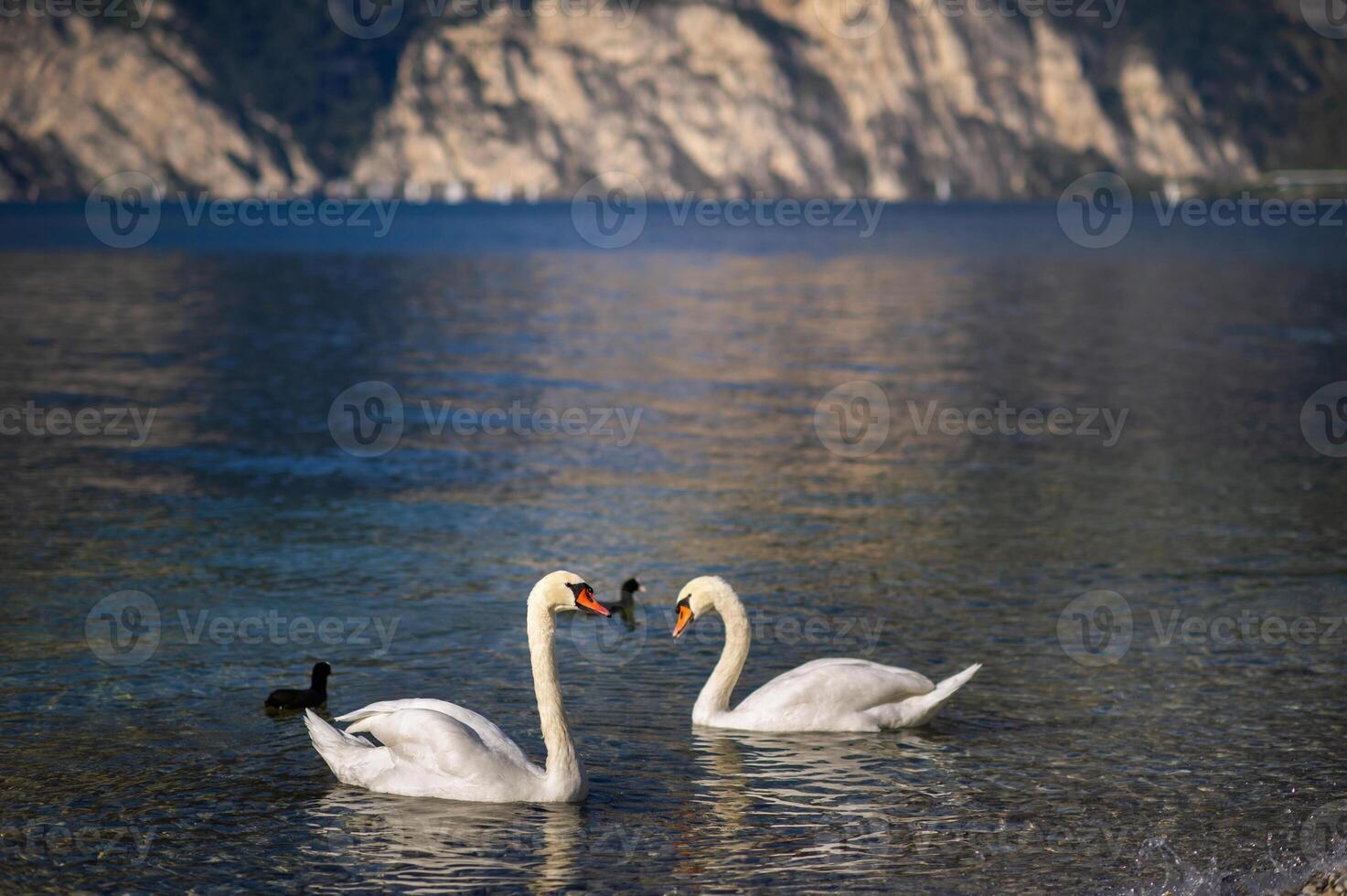White swans on Lake Lago di Garda in alpine scenery. Italy photo