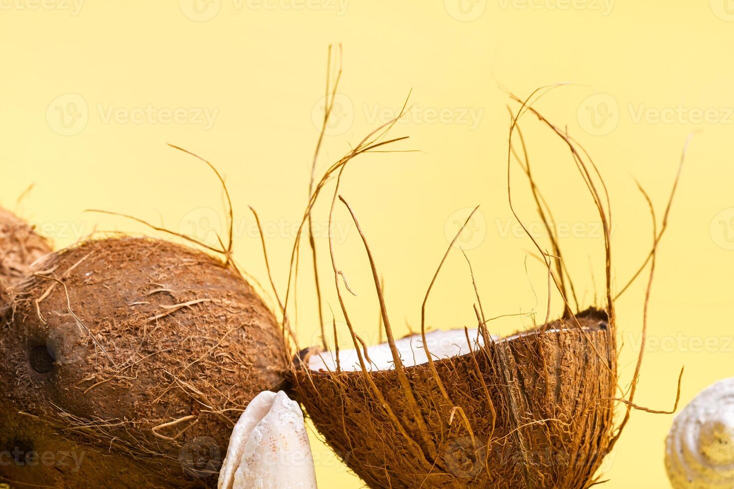 coconuts and shells on a yellow background .Marine theme photo
