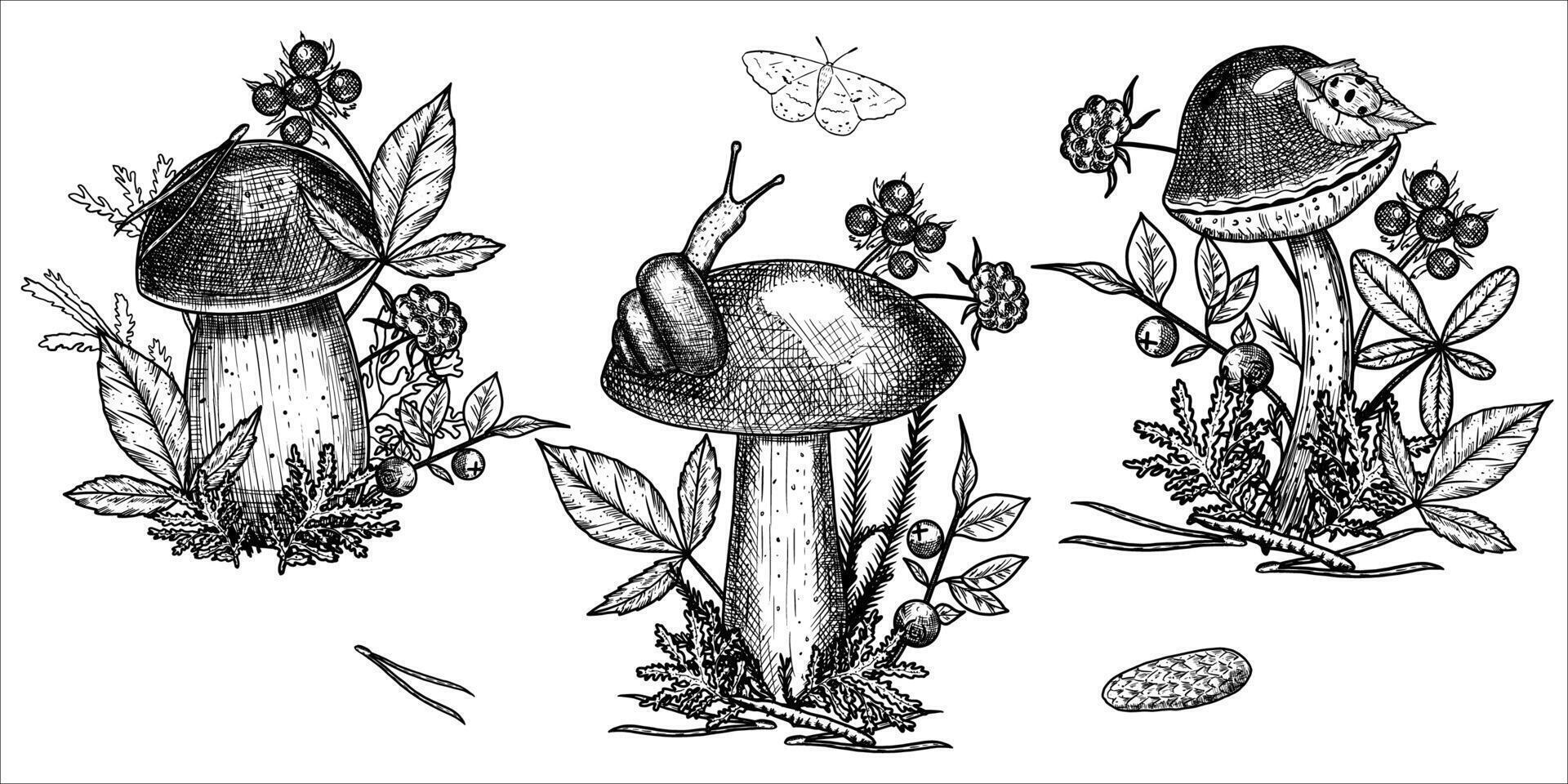 Hand draw mushrooms with acorns, pine cone, moss, berries, snail. illustration vector