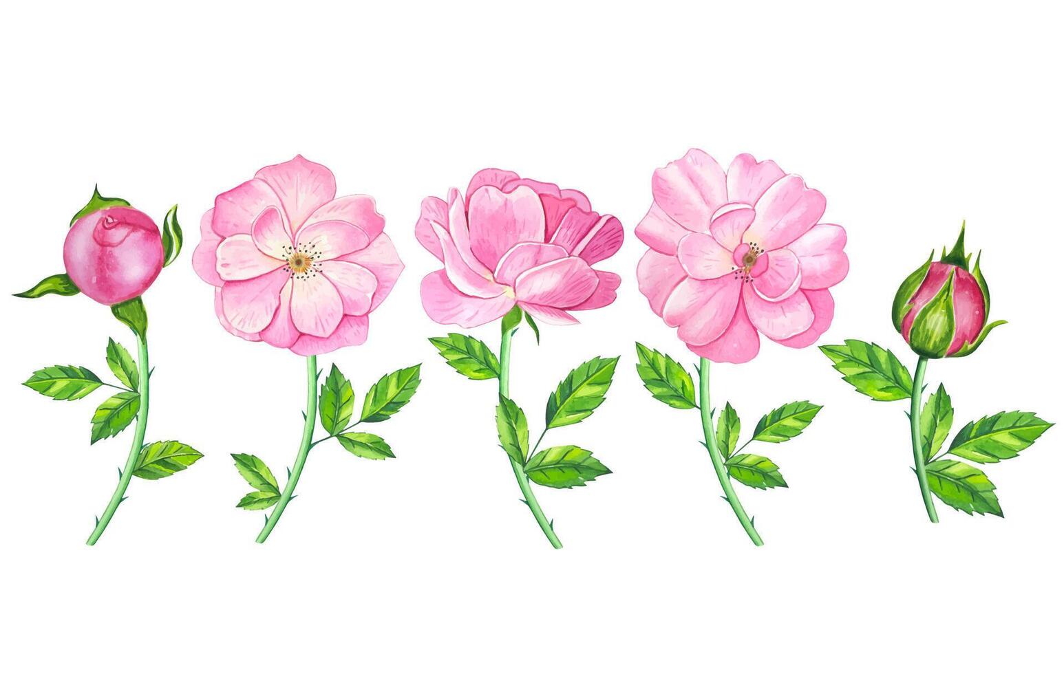 Hand drawn pink tea rose buds. Watercolor illustration vector