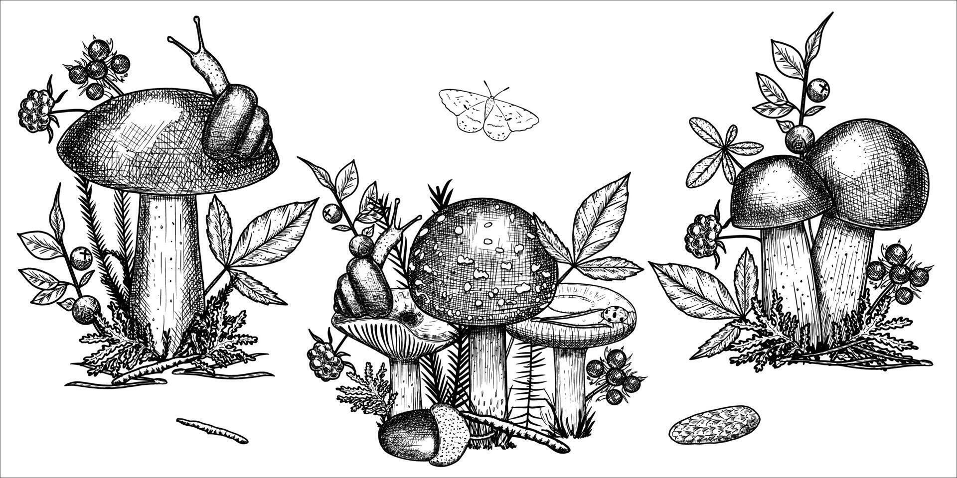 Hand draw mushrooms with acorns, pine cone, moss, berries, snail. illustration vector