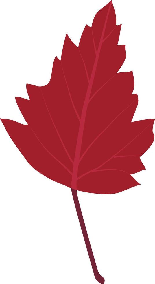 A red leaf vector