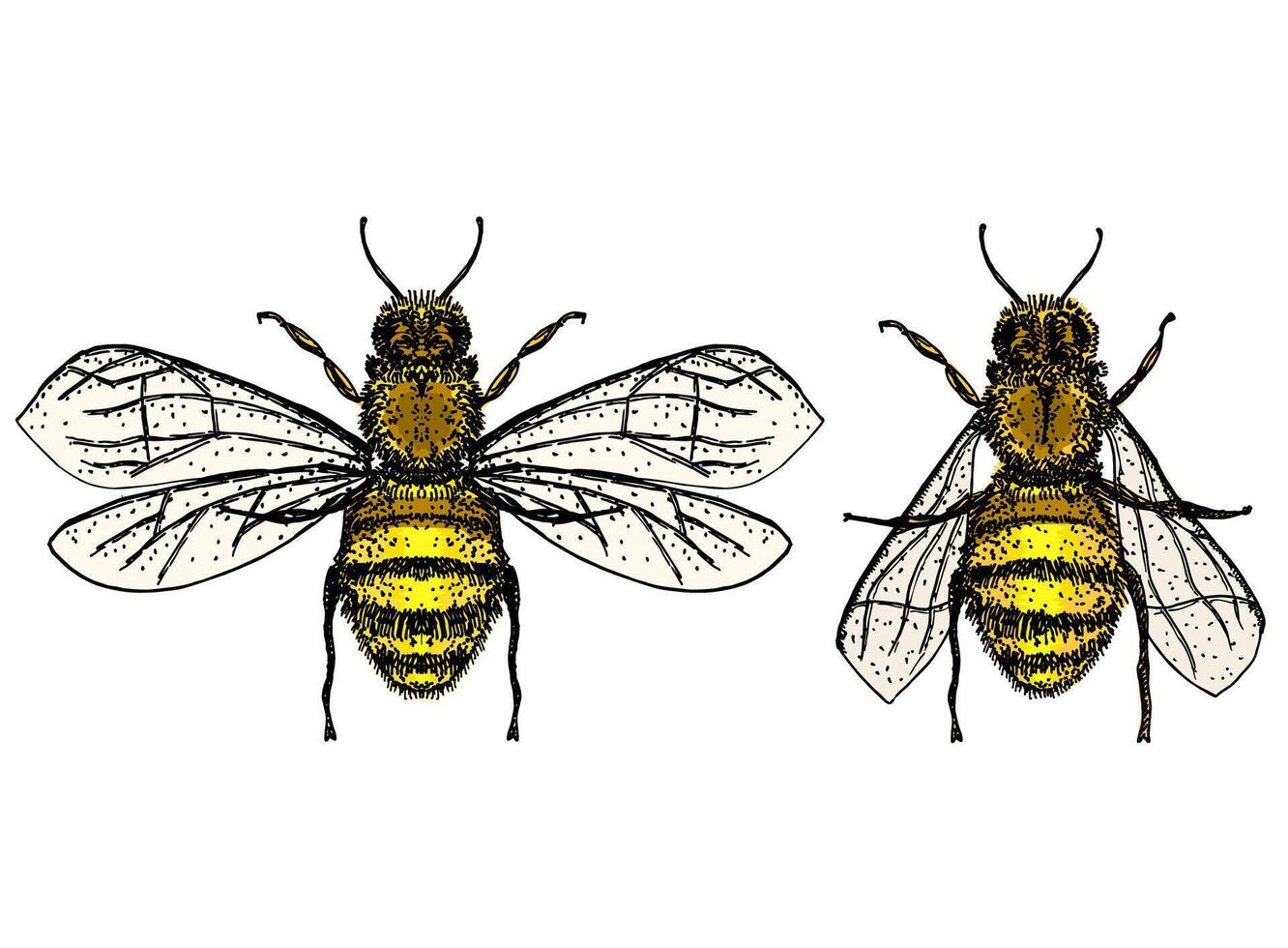 engraving illustration of honey bee isolate on white background. Bee logo set. Hand drawn sketch of bee vector