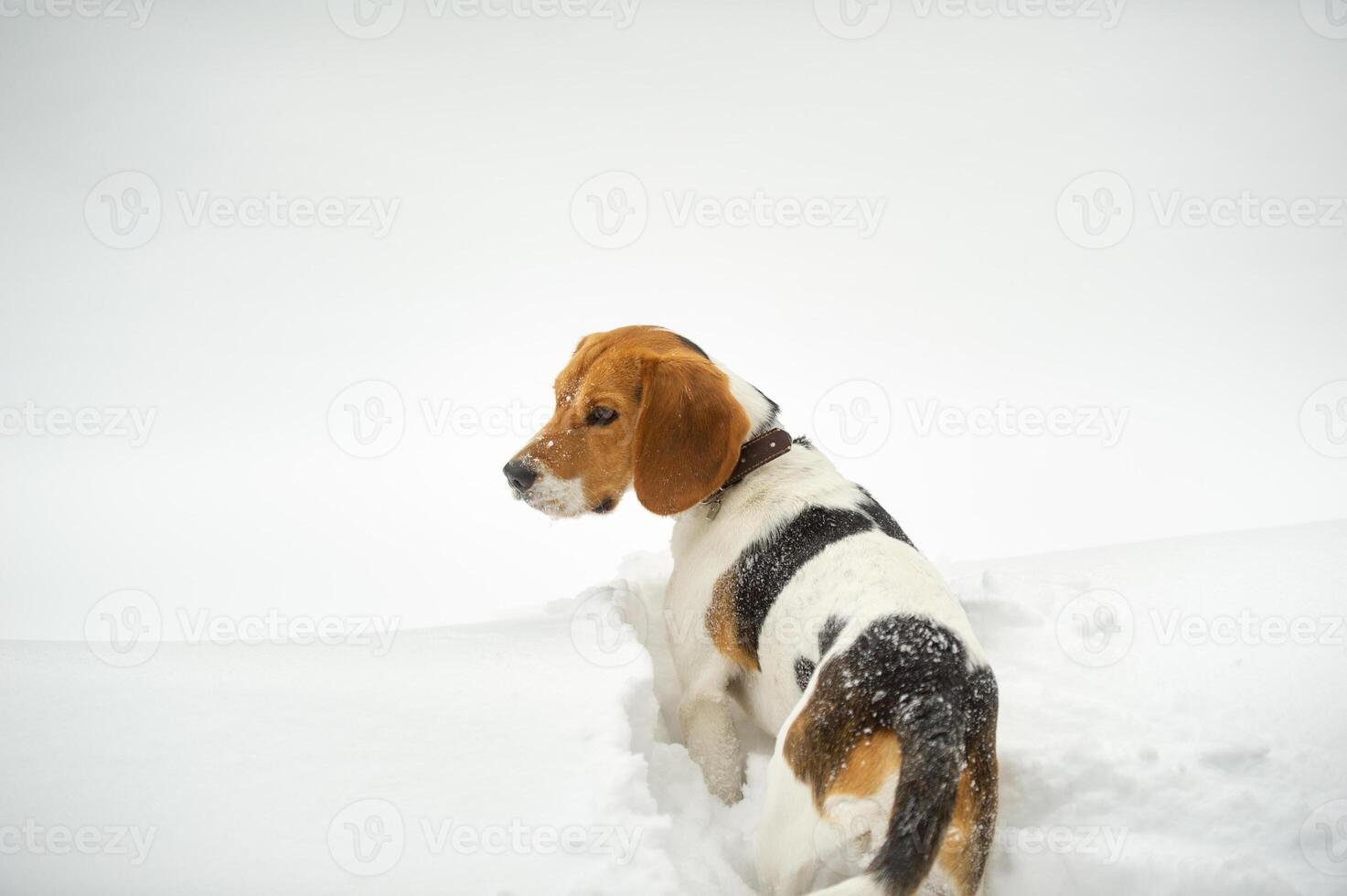 Dog breed Beagle in winter play in the snow outdoors photo