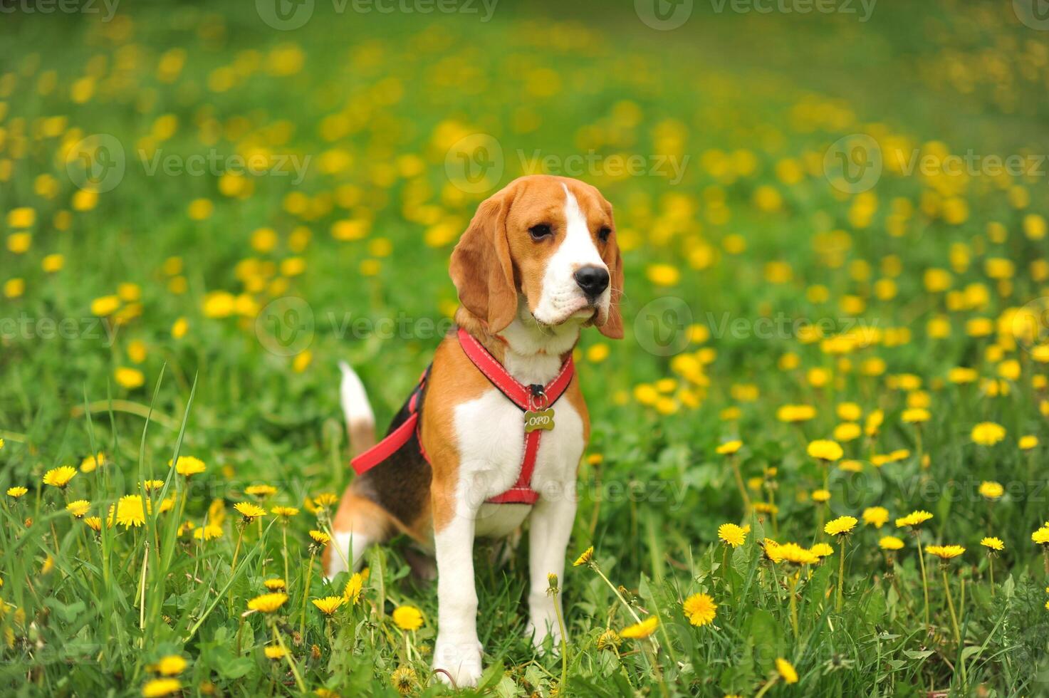 Dog portrait back lit background. Beagle with tongue out in grass during sunset in fields countryside. photo