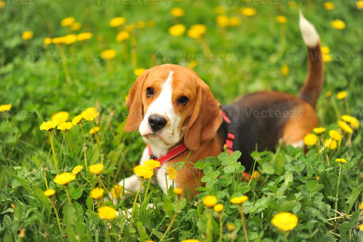 Dog portrait back lit background. Beagle with tongue out in grass during sunset in fields countryside. photo