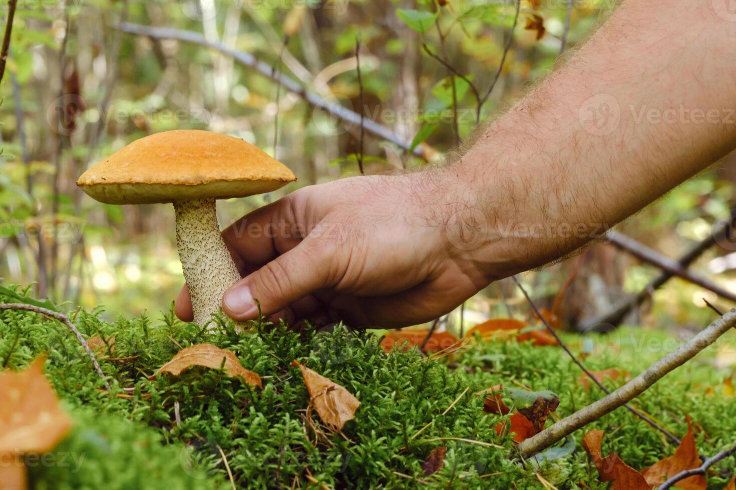 A hand reaches out to pluck a podosinovik mushroom growing in the forest. Mushrooms in the forest. Mushroom picking photo