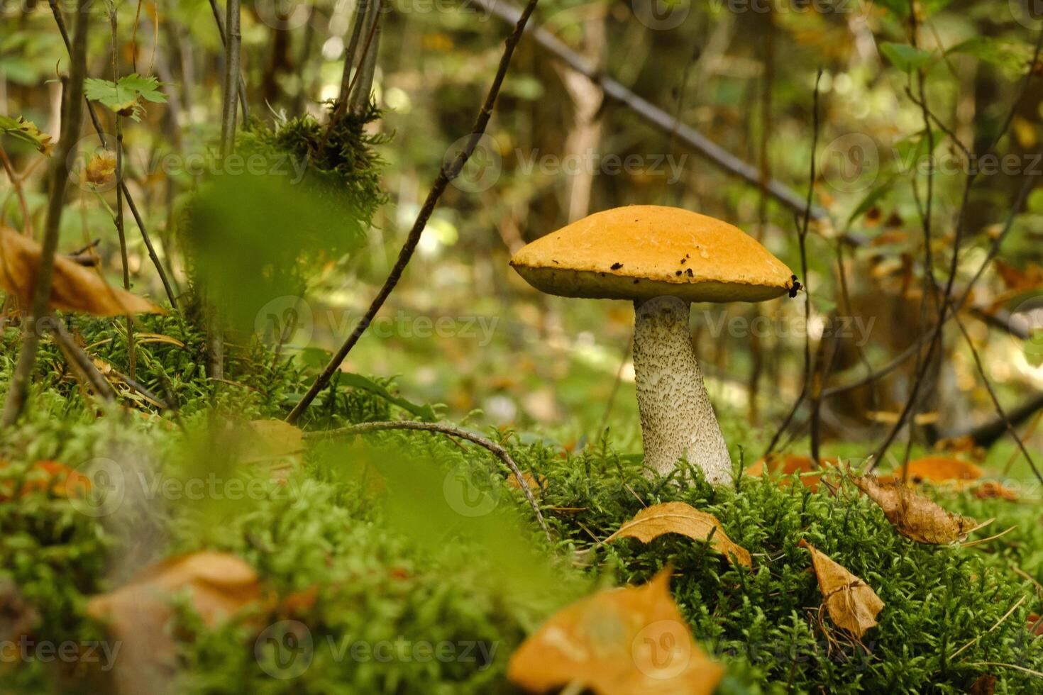 A large aspen mushroom with an orange cap grows in the autumn forest. Mushrooms in the forest. Mushroom picking photo