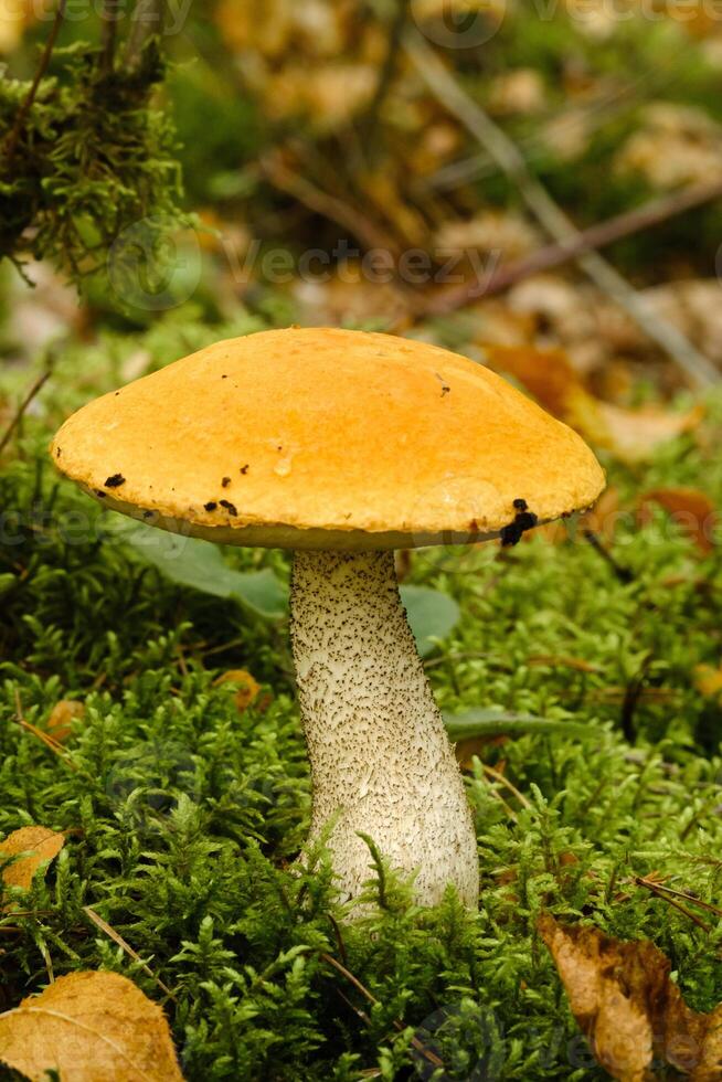 A large aspen mushroom with an orange cap grows in the autumn forest. Mushrooms in the forest. Mushroom picking photo