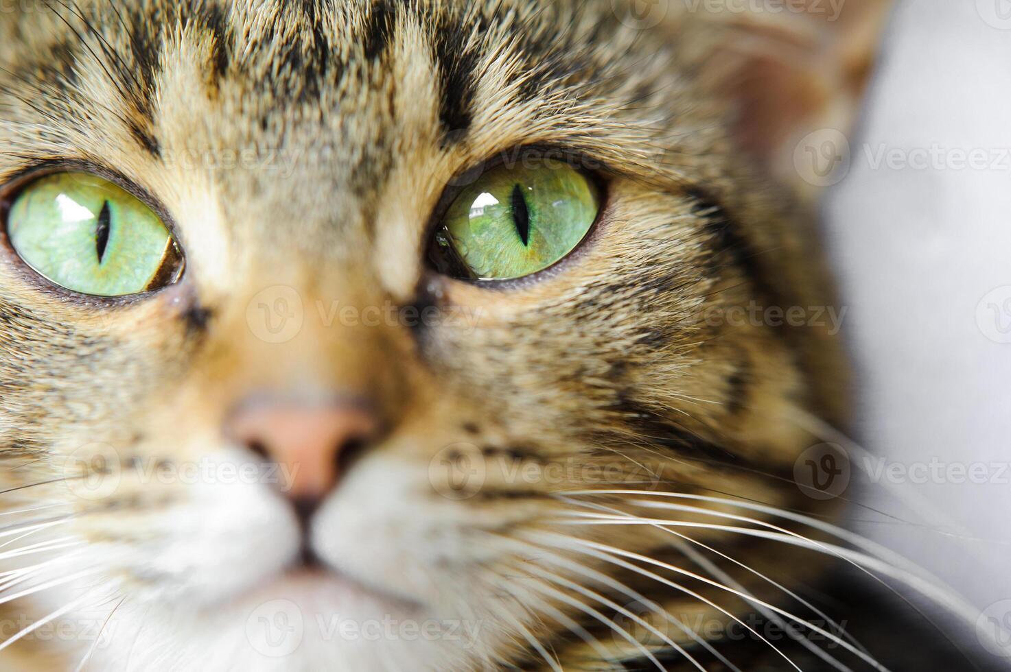 A close-up of a cat's face with green eyes. A cat with a mustache photo