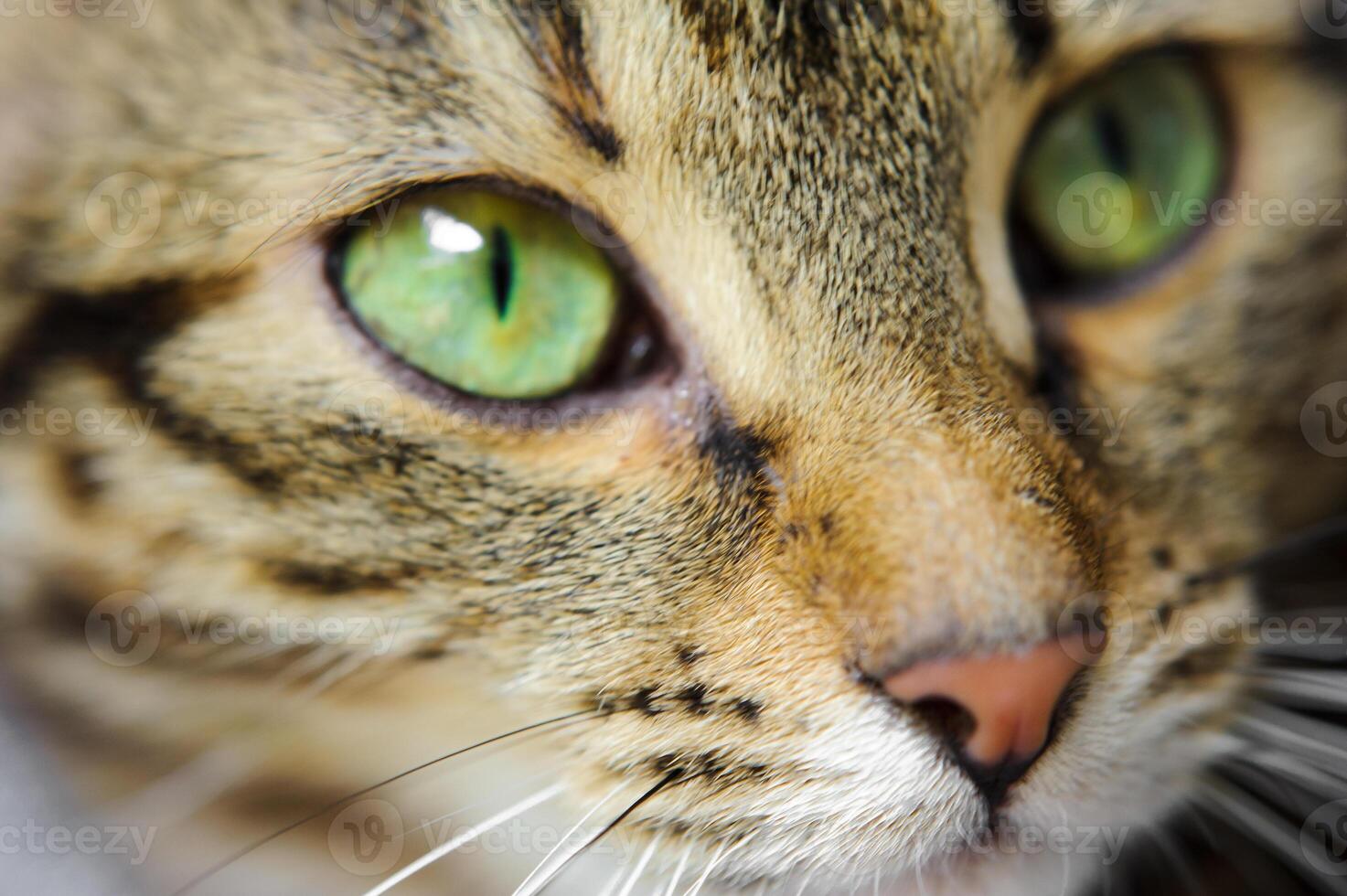 A close-up of a cat's face with green eyes. A cat with a mustache photo