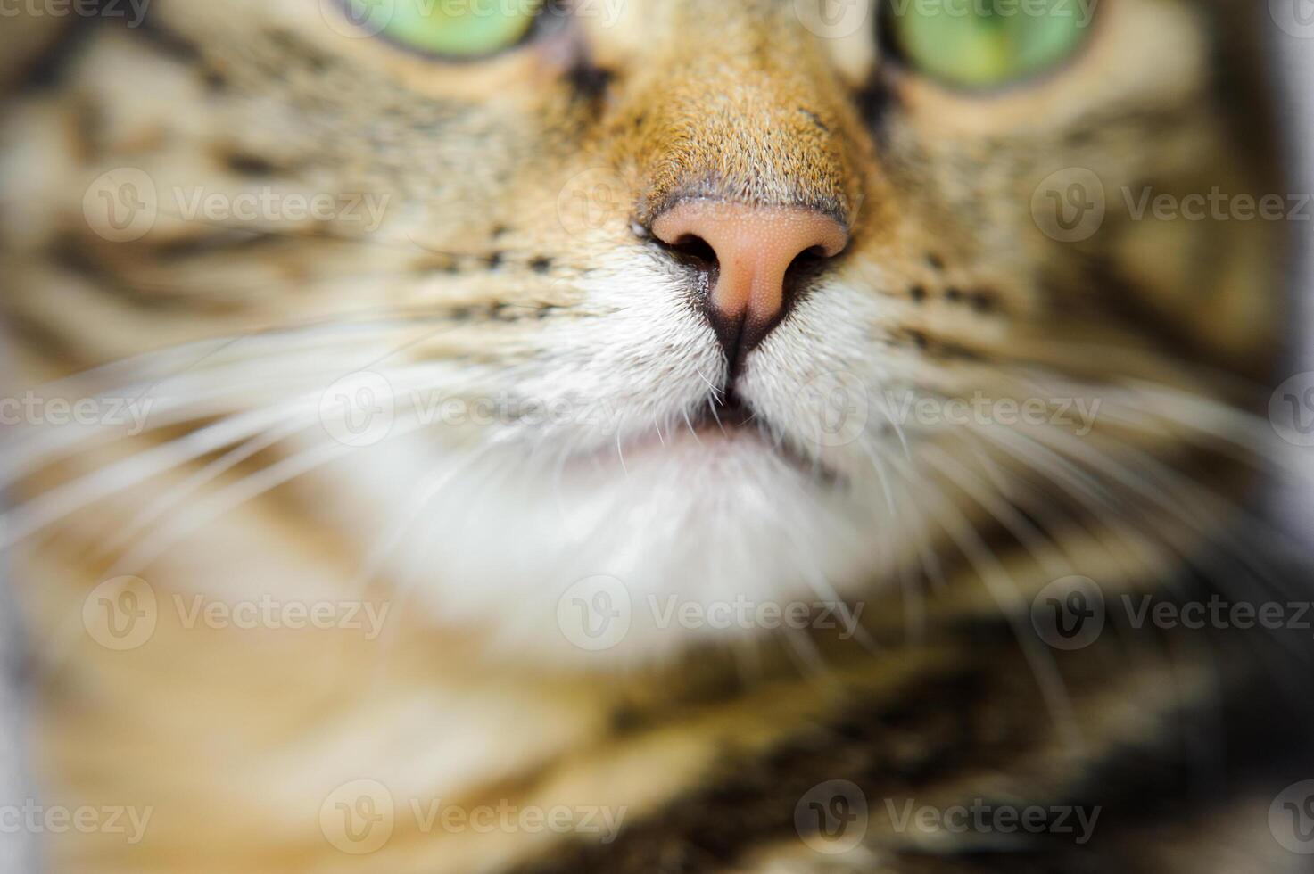 Close-up of a cat with big whiskers . A cat with a mustache photo