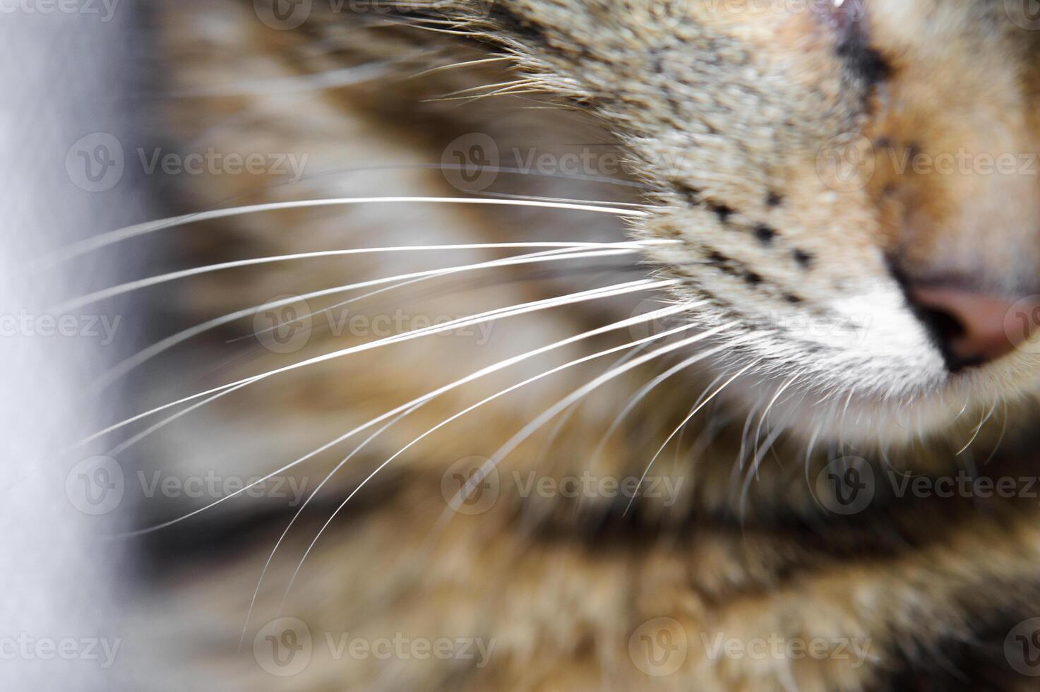 Close-up of a cat with big whiskers . A cat with a mustache photo
