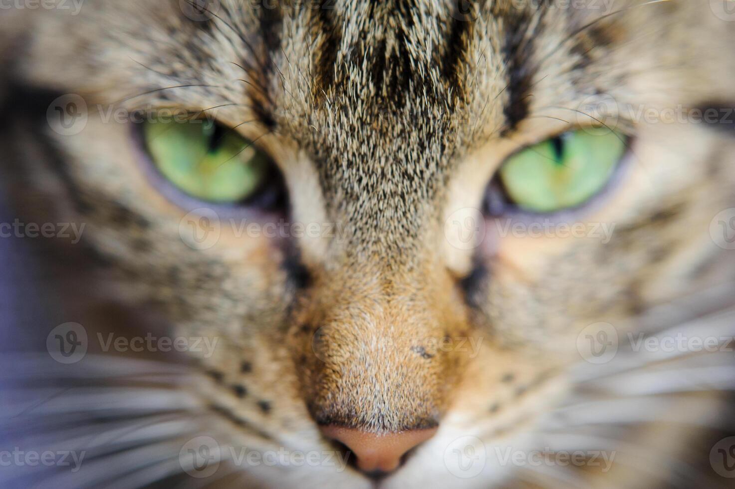 A close-up of a cat's face with green eyes. A cat with a mustache photo