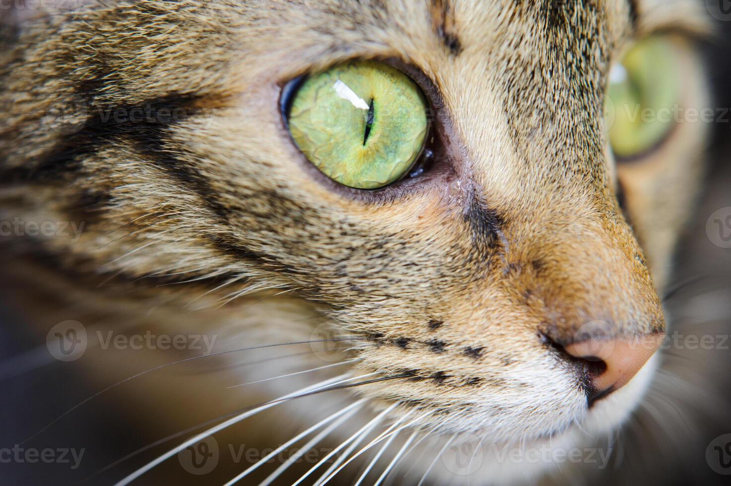 A close-up of a cat's face with green eyes. A cat with a mustache photo
