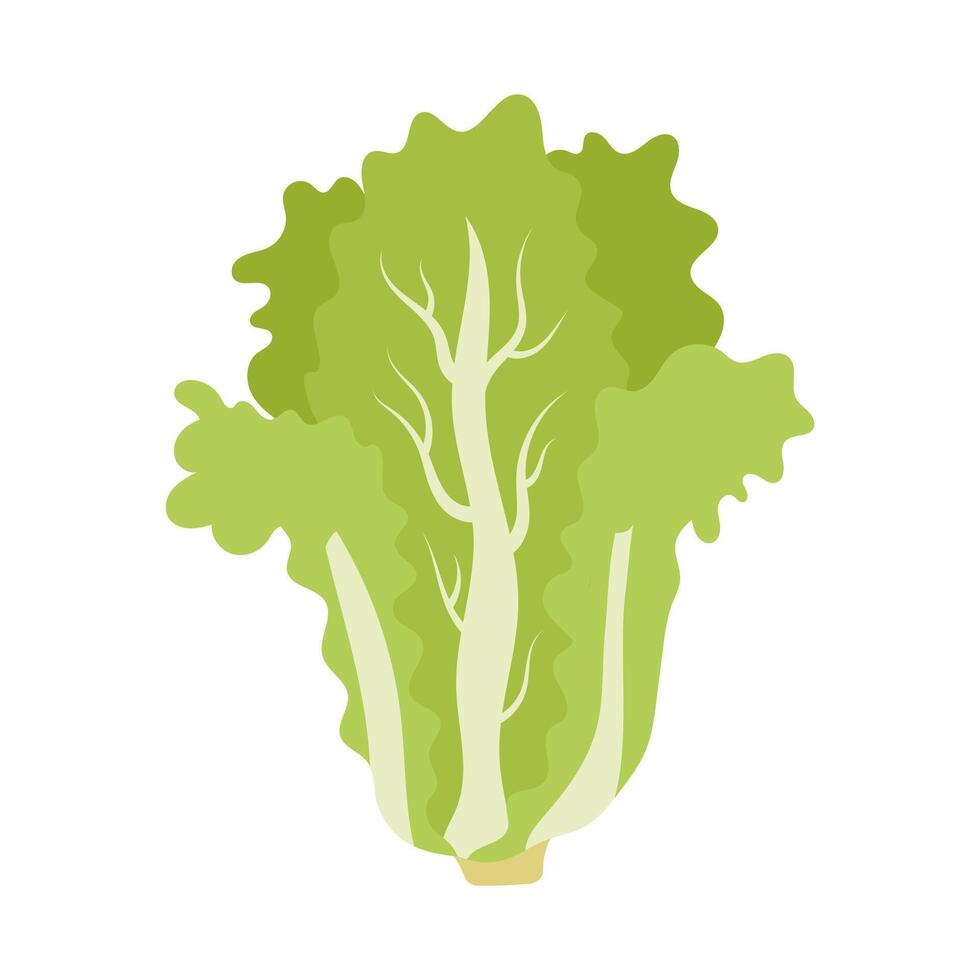 Chinese cabbage. Healthy food. Fresh healthy vegetable for organic food and recipes. illustration. vector
