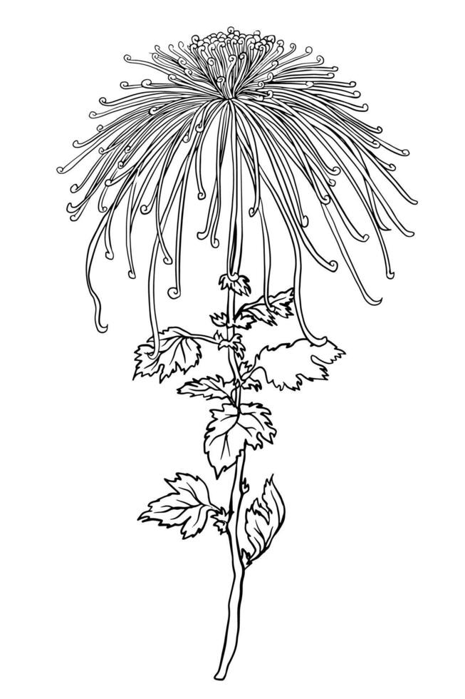 Intricate black and white sketch of a chrysanthemum flower, meticulously hand-drawn in format. This isolated illustration posters, banners, floral design vector