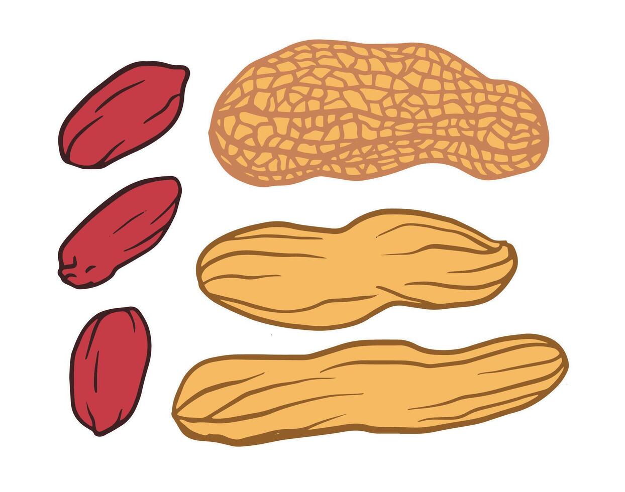 peanuts on a white background, both peeled and unpeeled nuts. Includes fruits with kernels, doodle style. Ideal for peanut butter, package, menu, recipe. vector