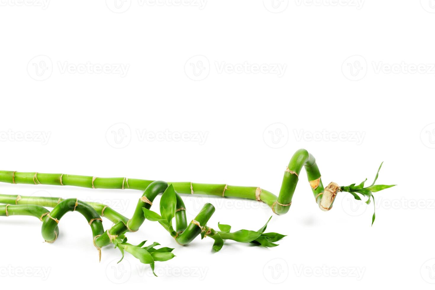 lucky green bamboo photo