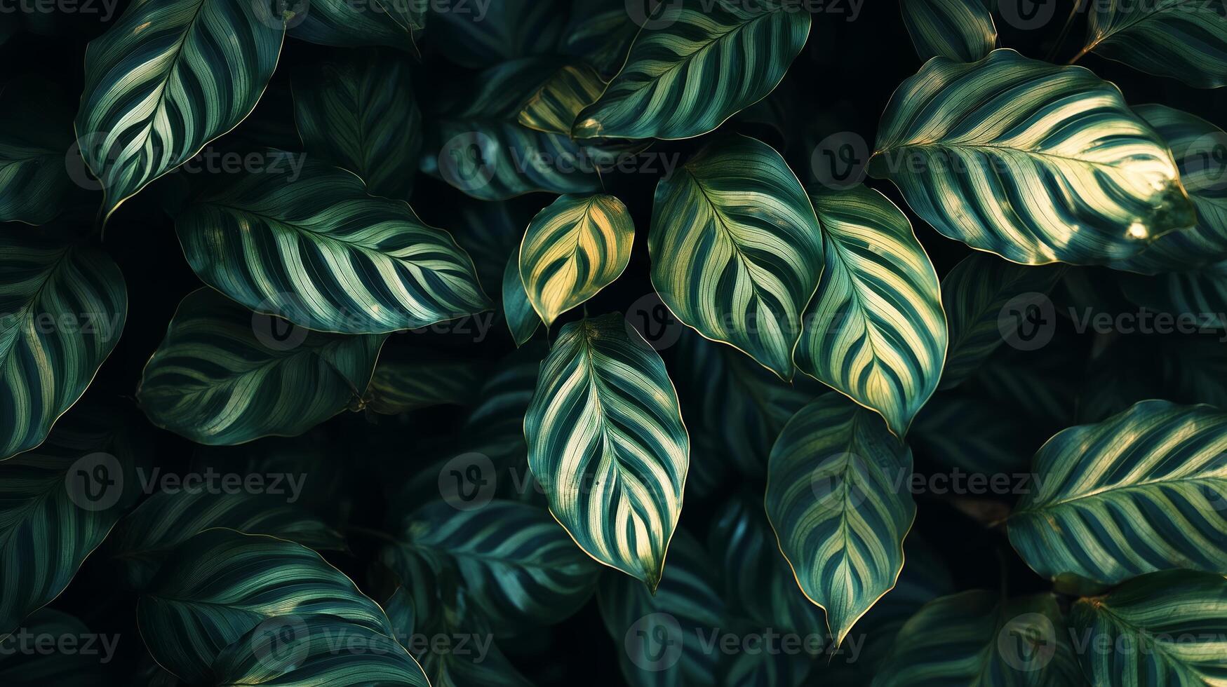 Variegated green leaves with striking patterns create a lush backdrop in a dimly lit indoor environment photo