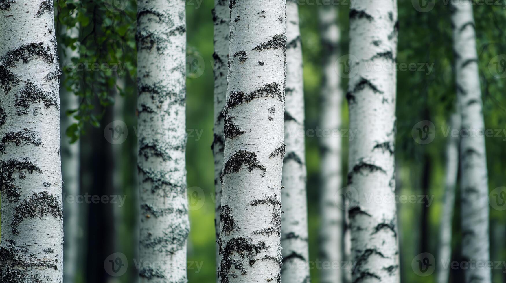 Majestic birch trees standing tall in a serene forest during a sunny day, showcasing their white bark and lush green surroundings photo