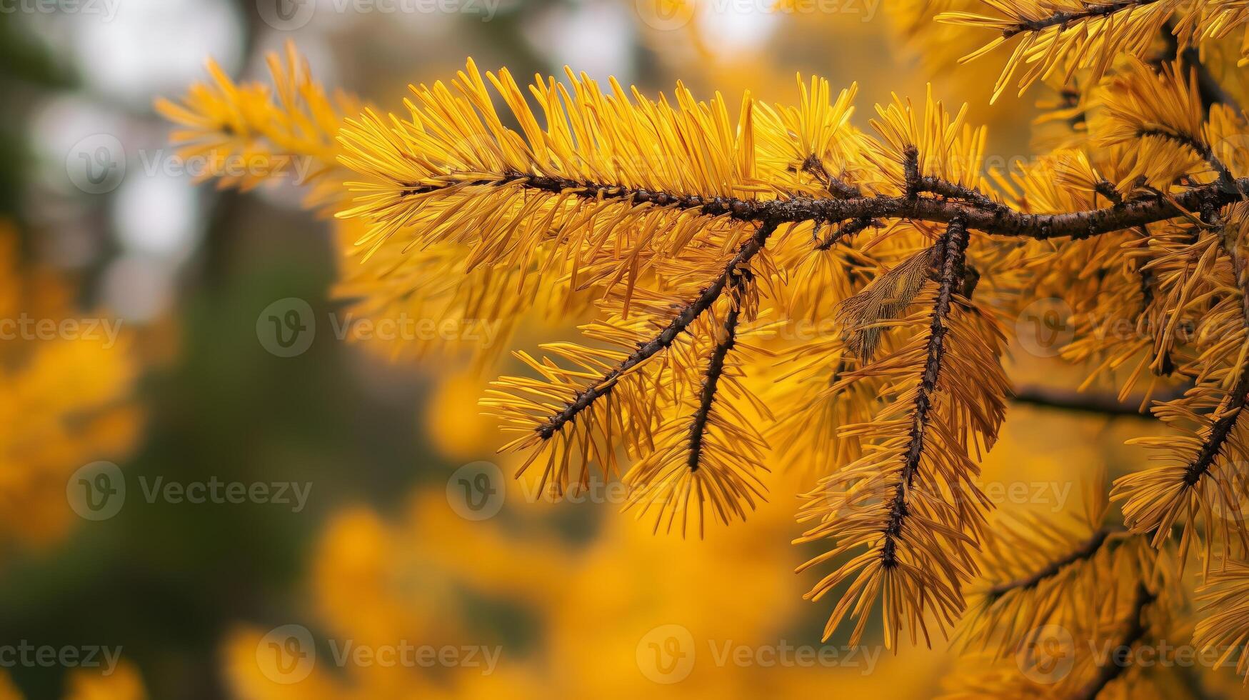 Bright yellow larch trees in autumn with intricate needle-like foliage contrasting against a blurred background photo