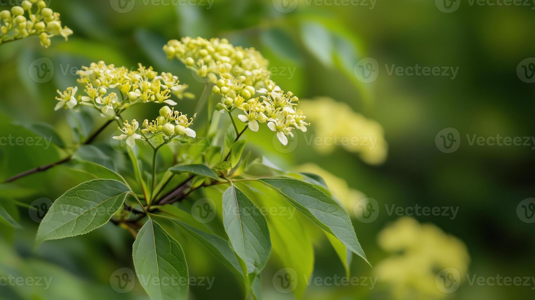 A close-up view of delicate green flowers blooming on a bush in a lush garden during late spring photo