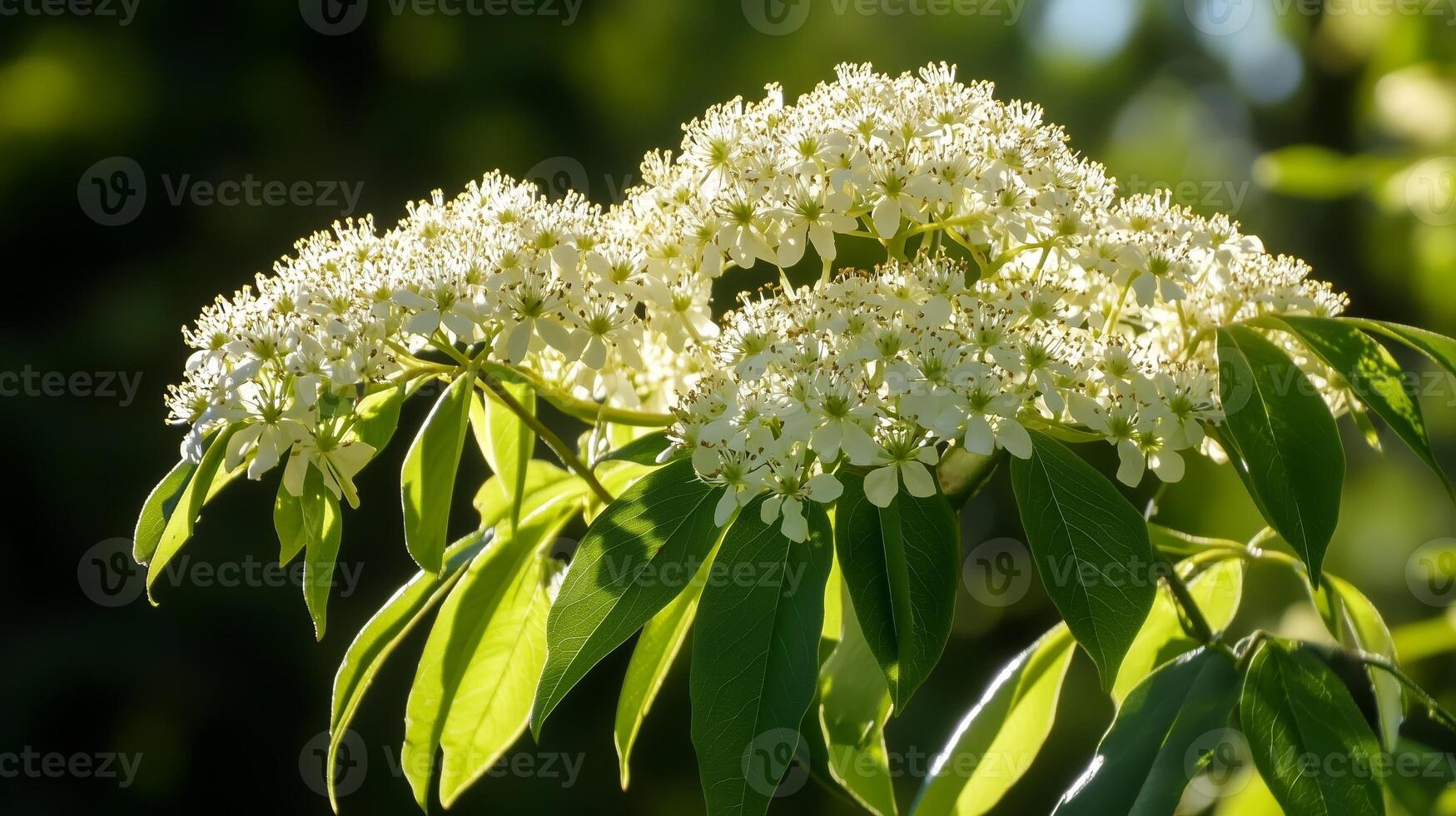 Beautiful clusters of white flowers blooming on lush green leaves during a sunny day in a serene garden photo