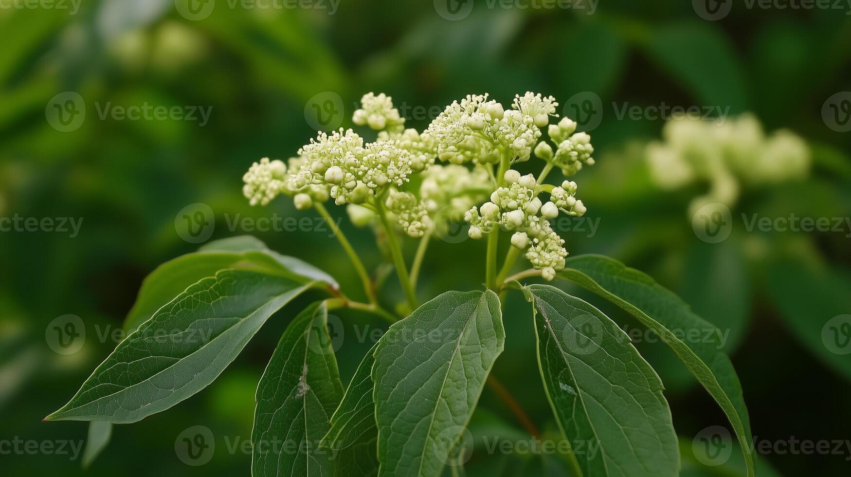 Delicate green flowers bloom on a shrub with glossy leaves in a sunny garden during springtime photo