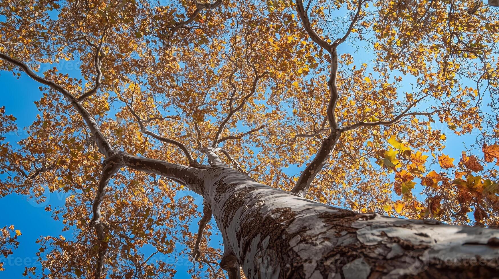 Autumn leaves cascade from a tall tree against a clear blue sky in a vibrant display of seasonal colors during the fall photo