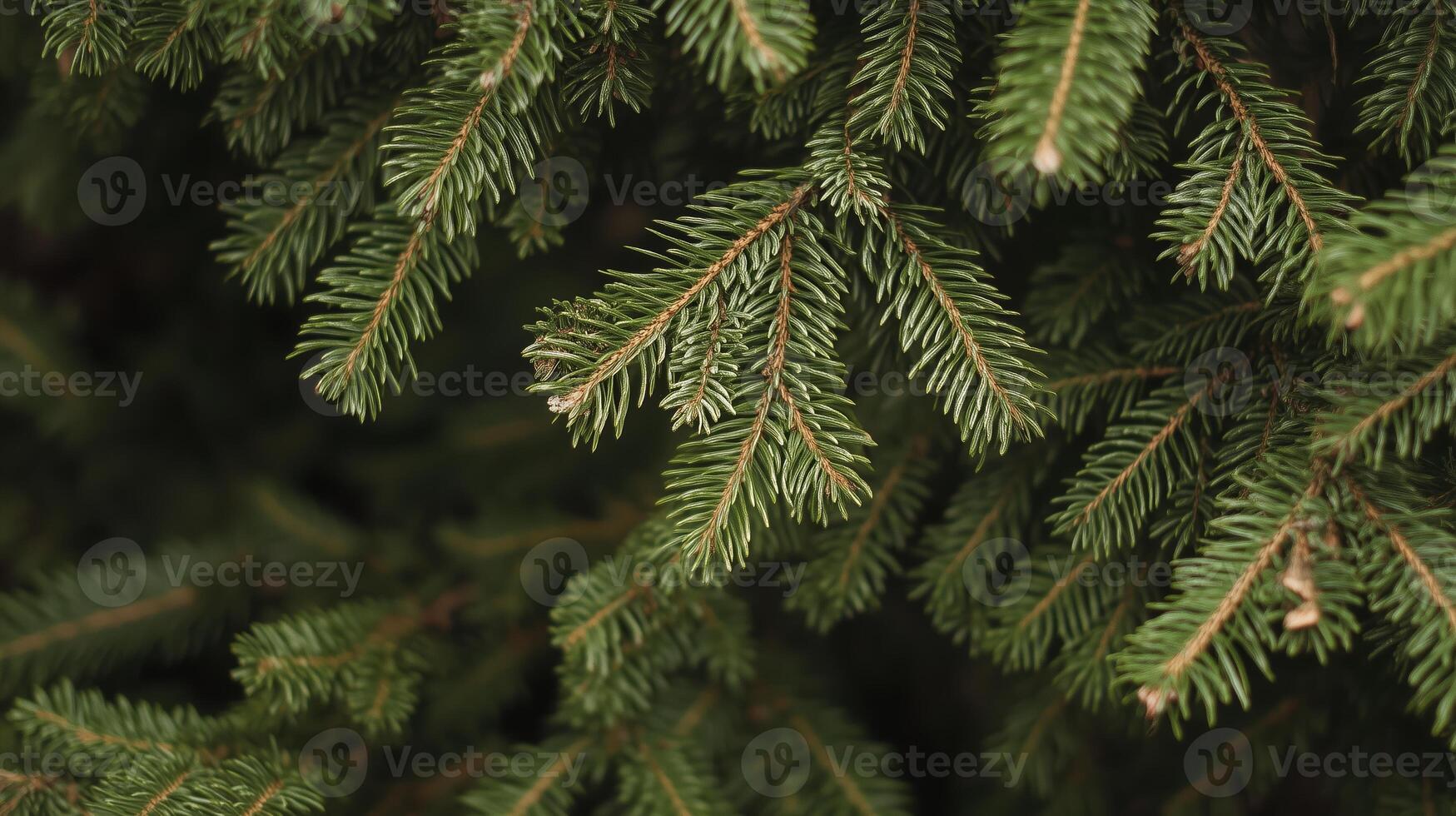 Close-up view of evergreen tree branches in natural setting during daylight, showcasing rich green needles and textures photo