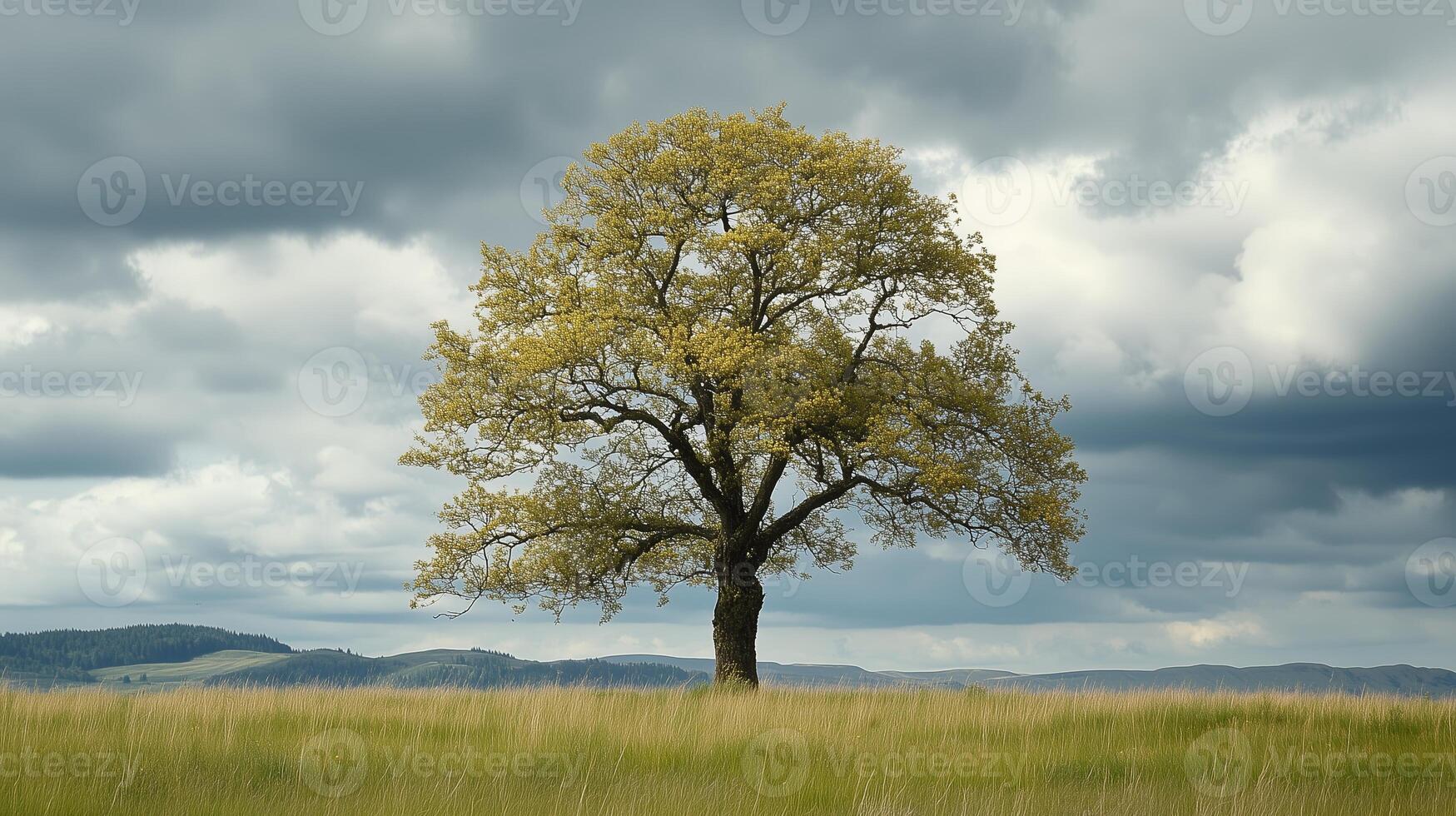 A solitary tree stands amidst tall grass under cloudy skies in a serene landscape during early spring photo