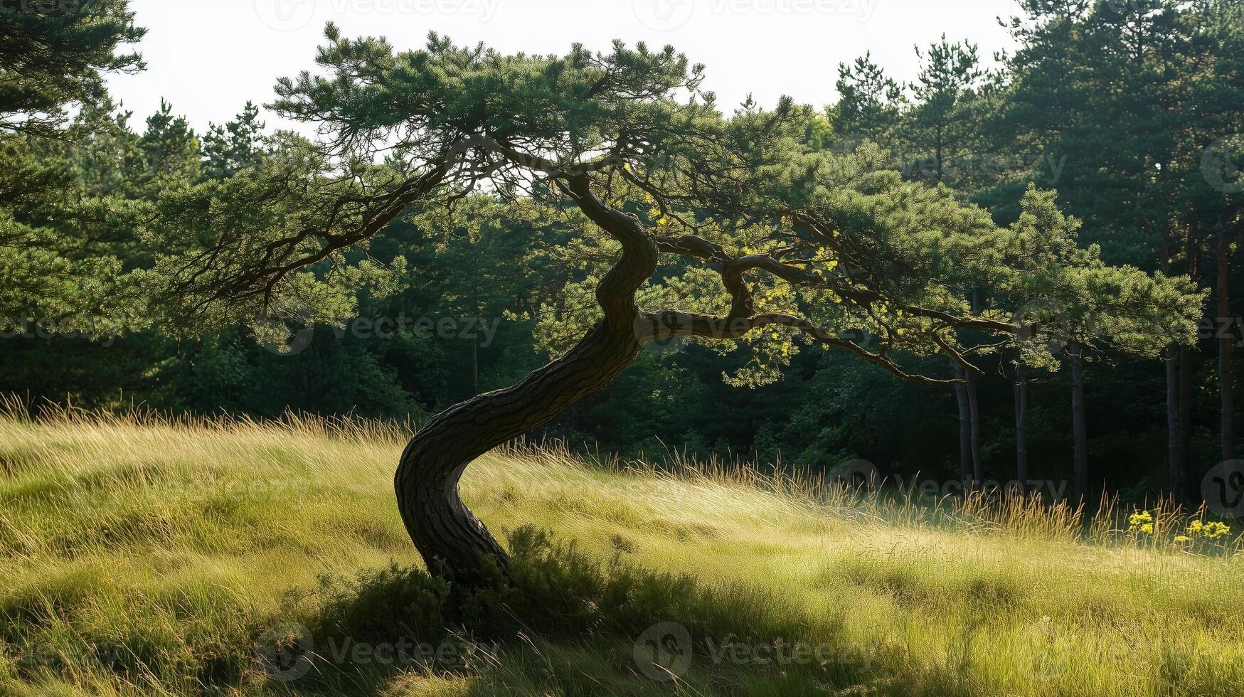 A twisted pine tree stands alone in a grassy meadow surrounded by dense woods during golden hour light photo