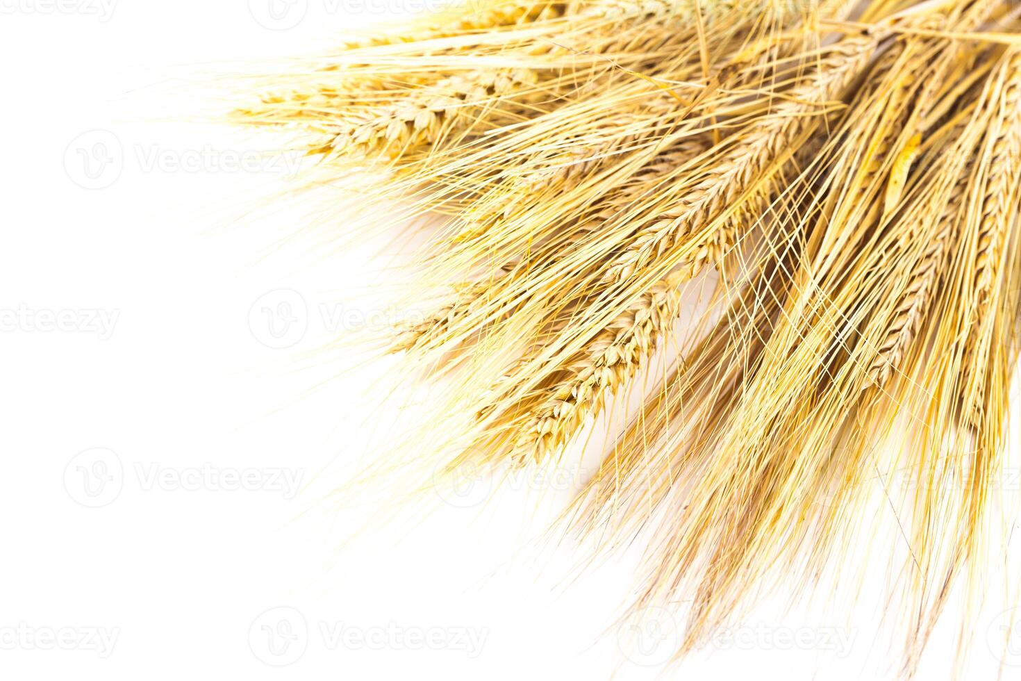 wheat ears isolated on white background photo