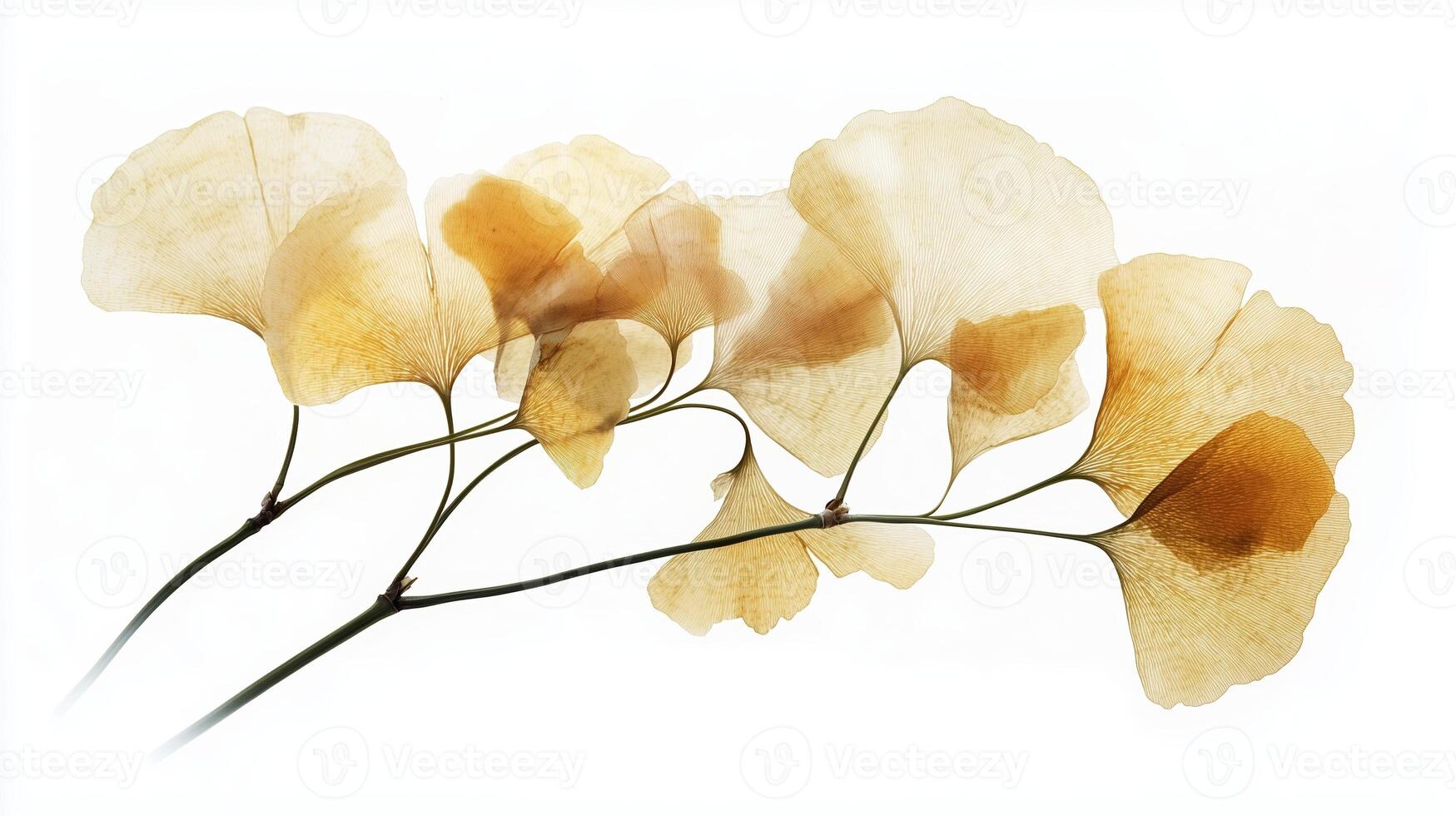 Delicate ginkgo leaves in graceful formation against a soft white background during autumn photo