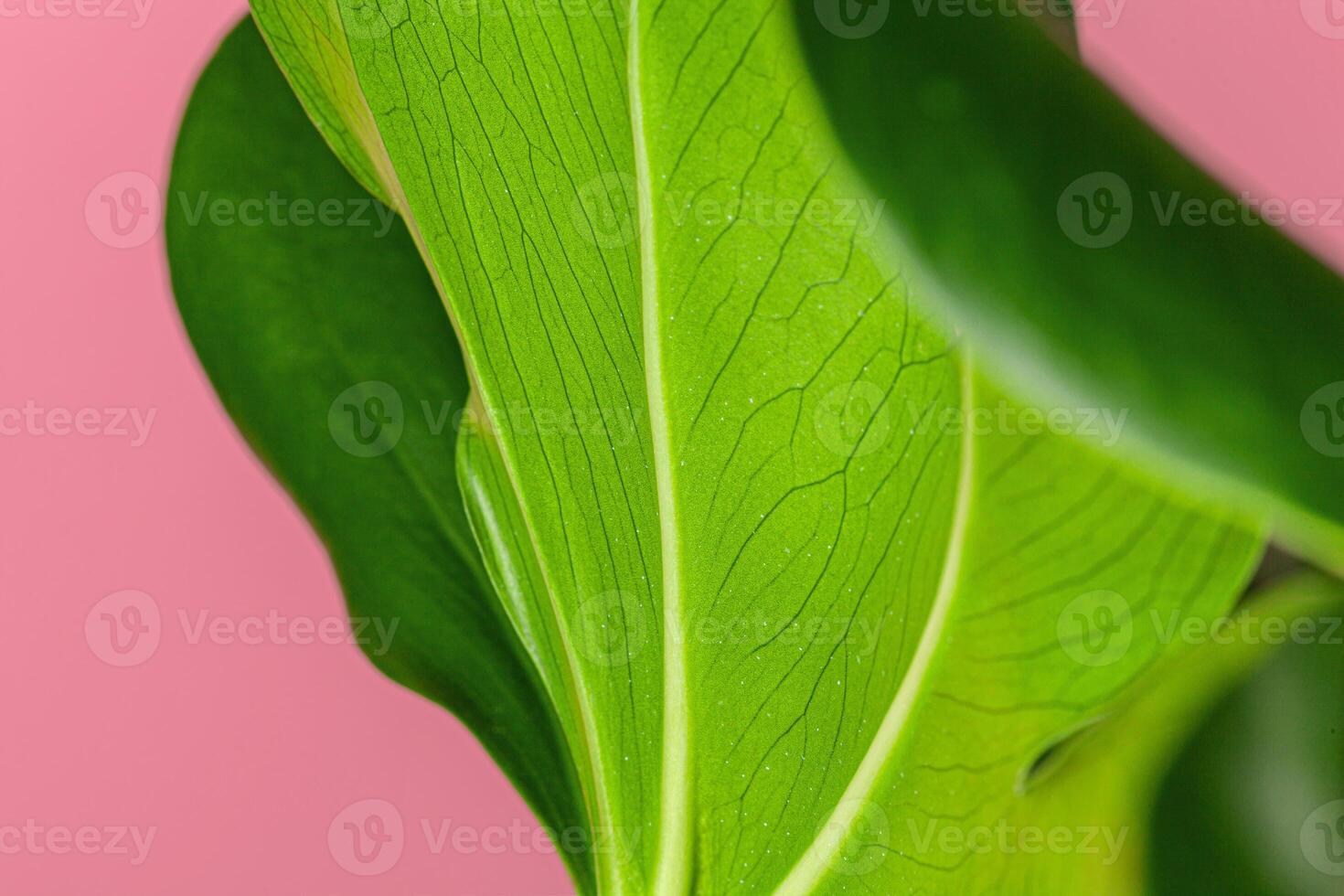 Texture of a monstera leaf close up on pink background photo
