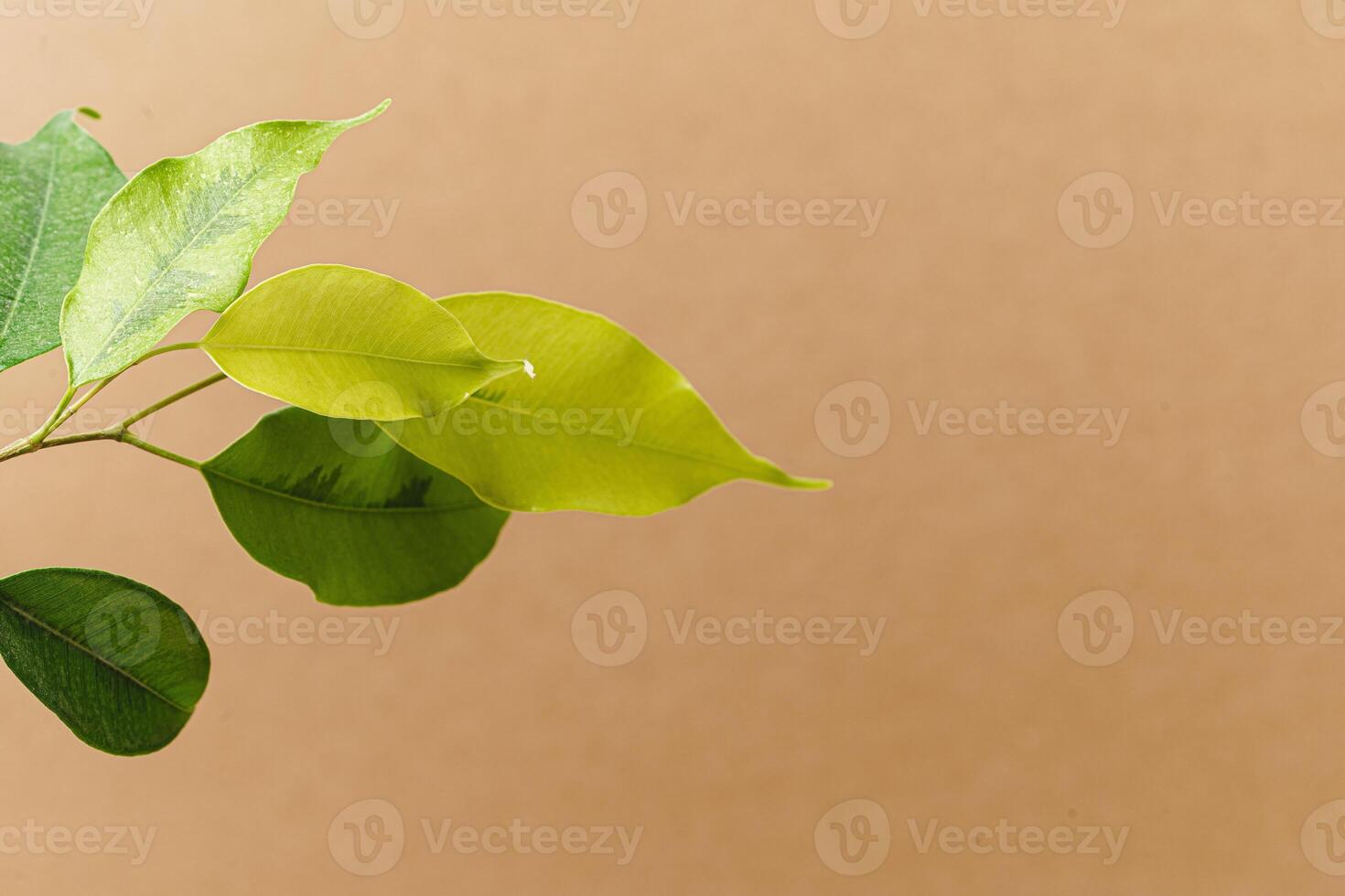 Set of craft elements with copy space and green leaves photo