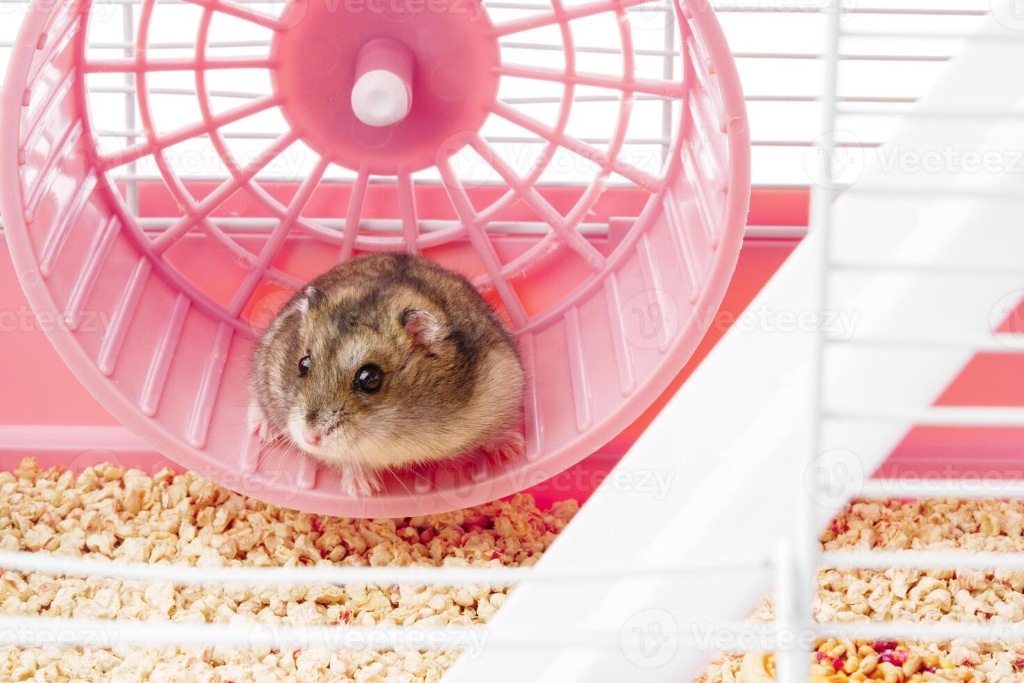 A playful hamster runs energetically on its wheel inside a bright, colorful cage photo