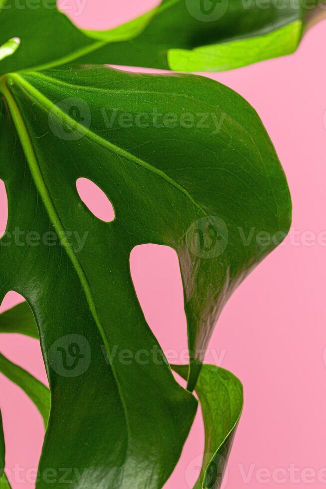 Texture of a monstera leaf close up on pink background photo