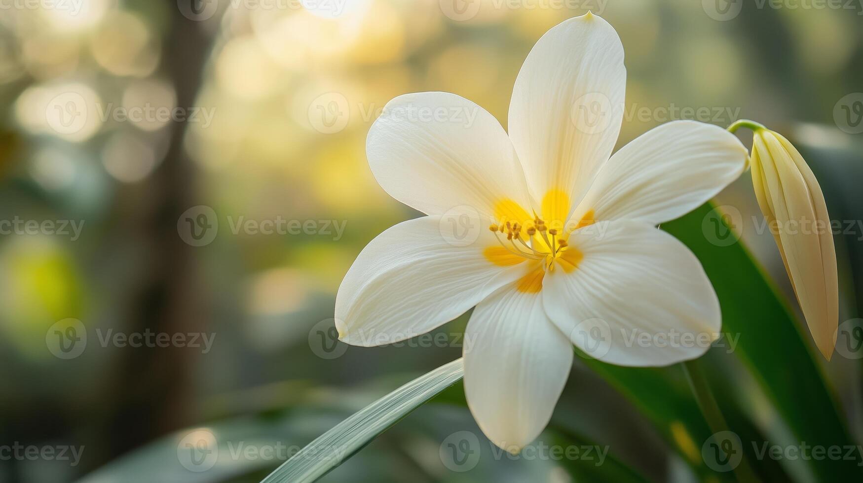 Beautiful white flower with yellow center blooming in a lush garden during the soft morning light photo