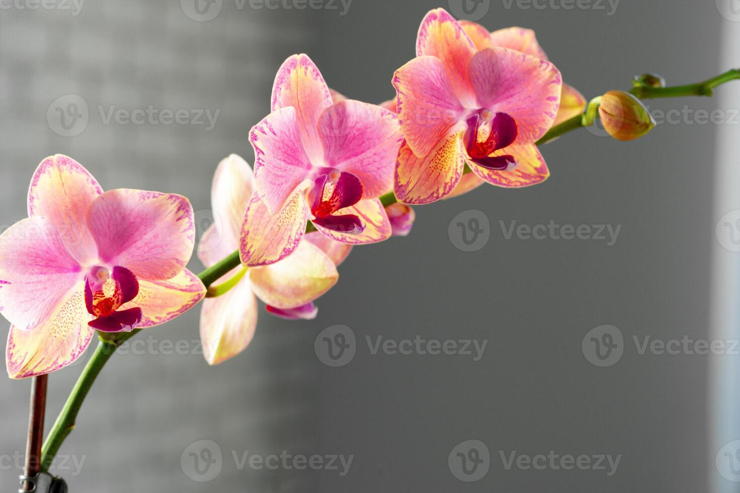 Pink and yellow pastel orchid close up photo