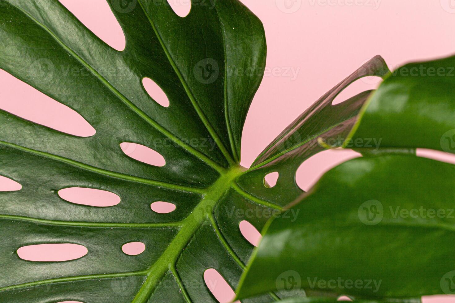 Beautiful monstera leaf on a pink background photo
