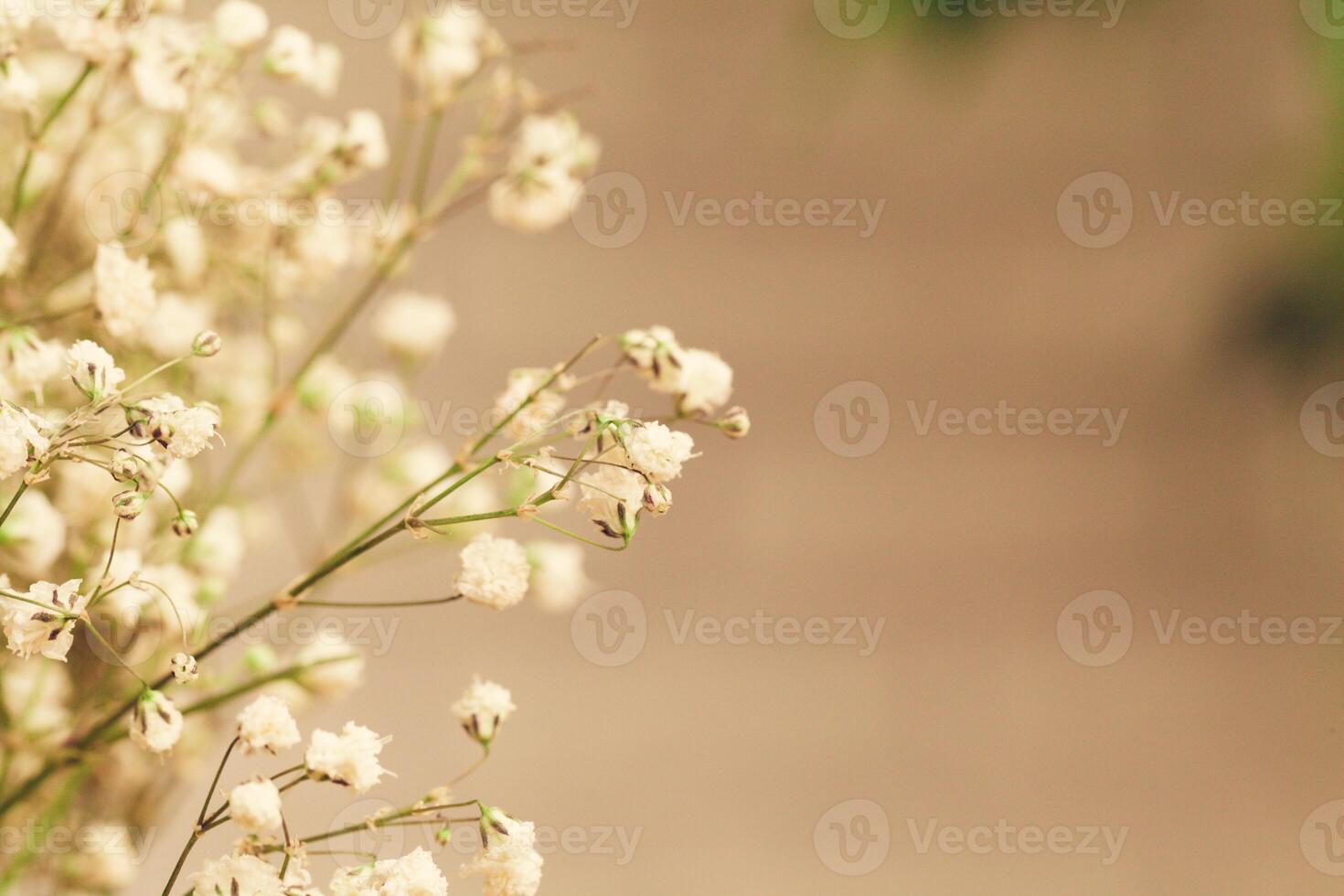 Bouquet of white gypsophila, baby's breath flowers close up photo