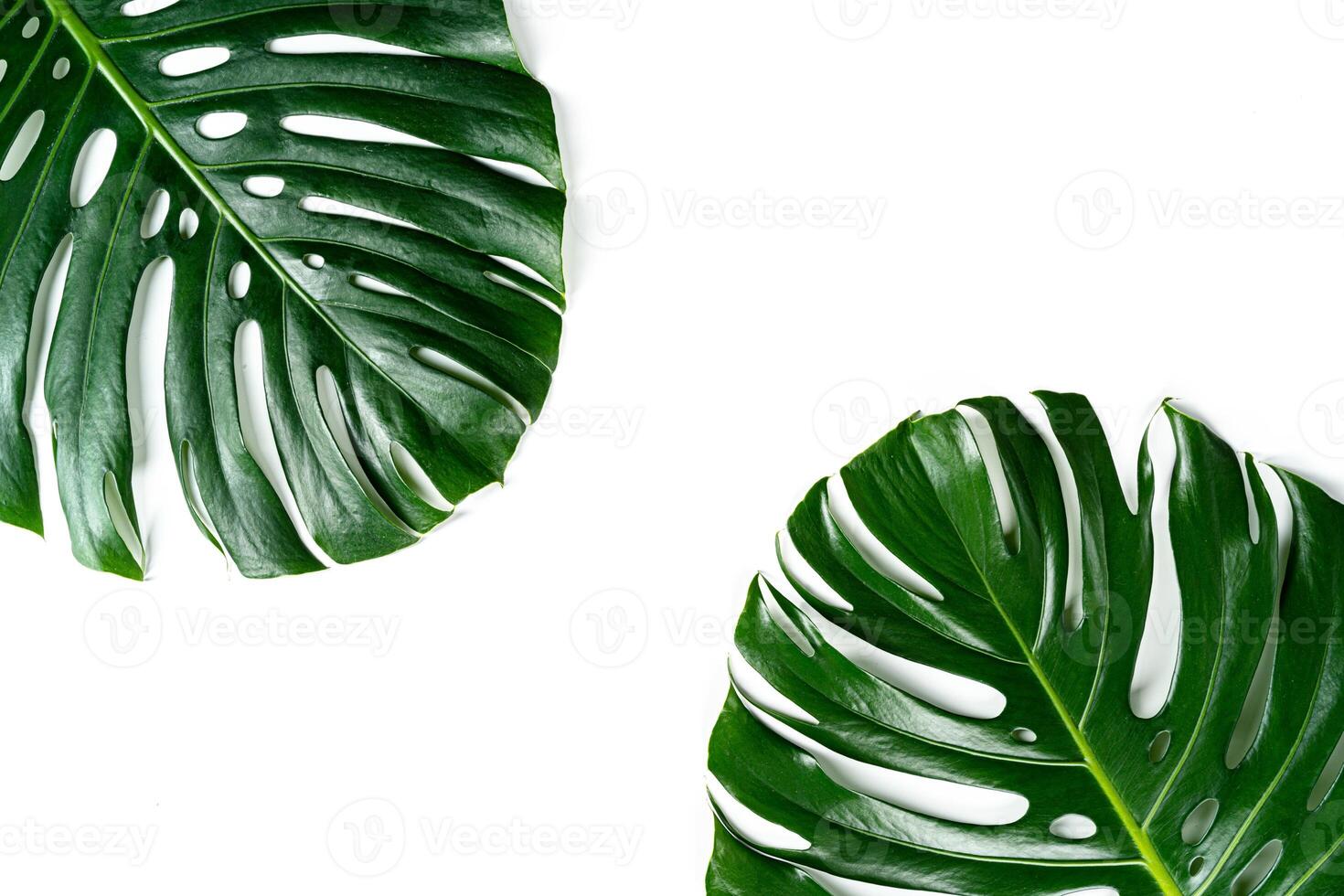 Glossy monstera leaf close up isolated on white background photo
