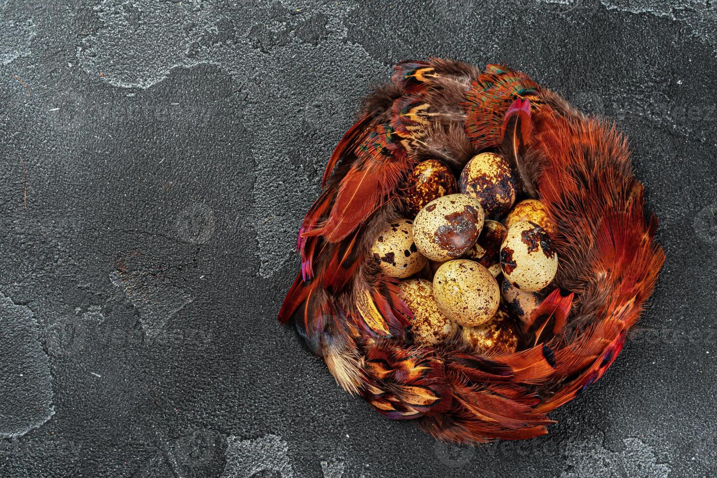 Easter quail eggs in feathers on dark background photo