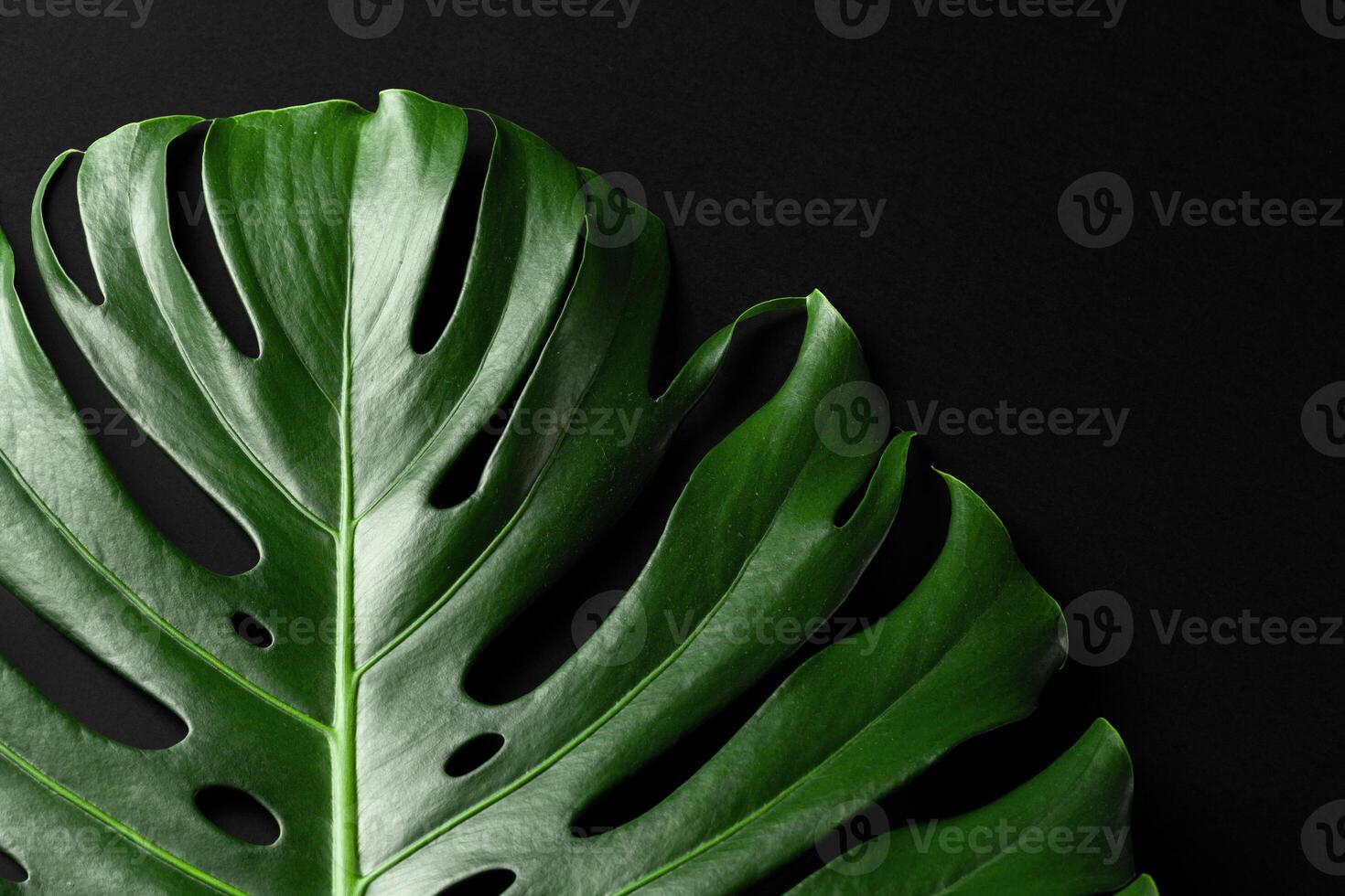 Monstera tropical plant leaf on black background photo