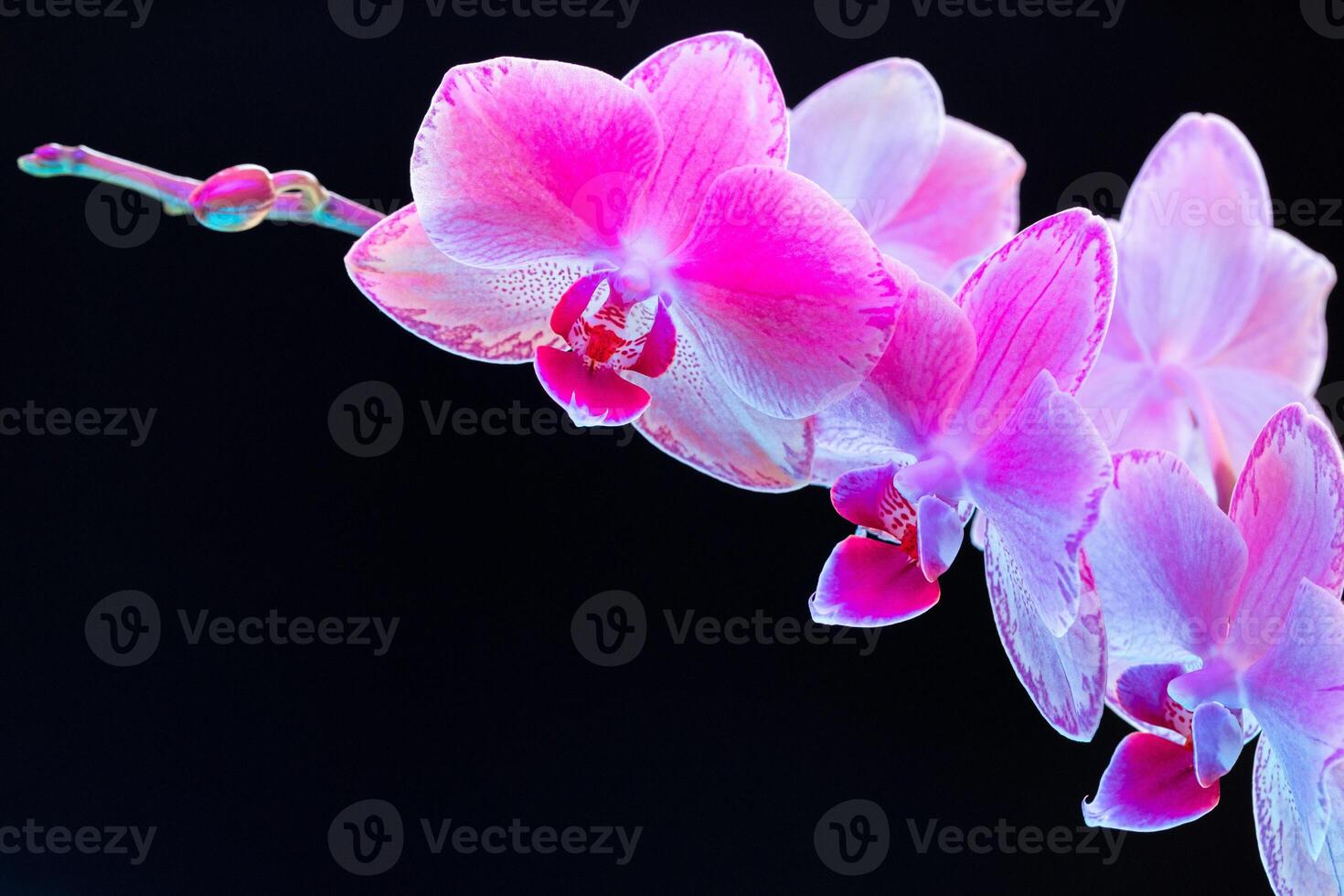 Branch of orchid flowers on dark background in neon light photo