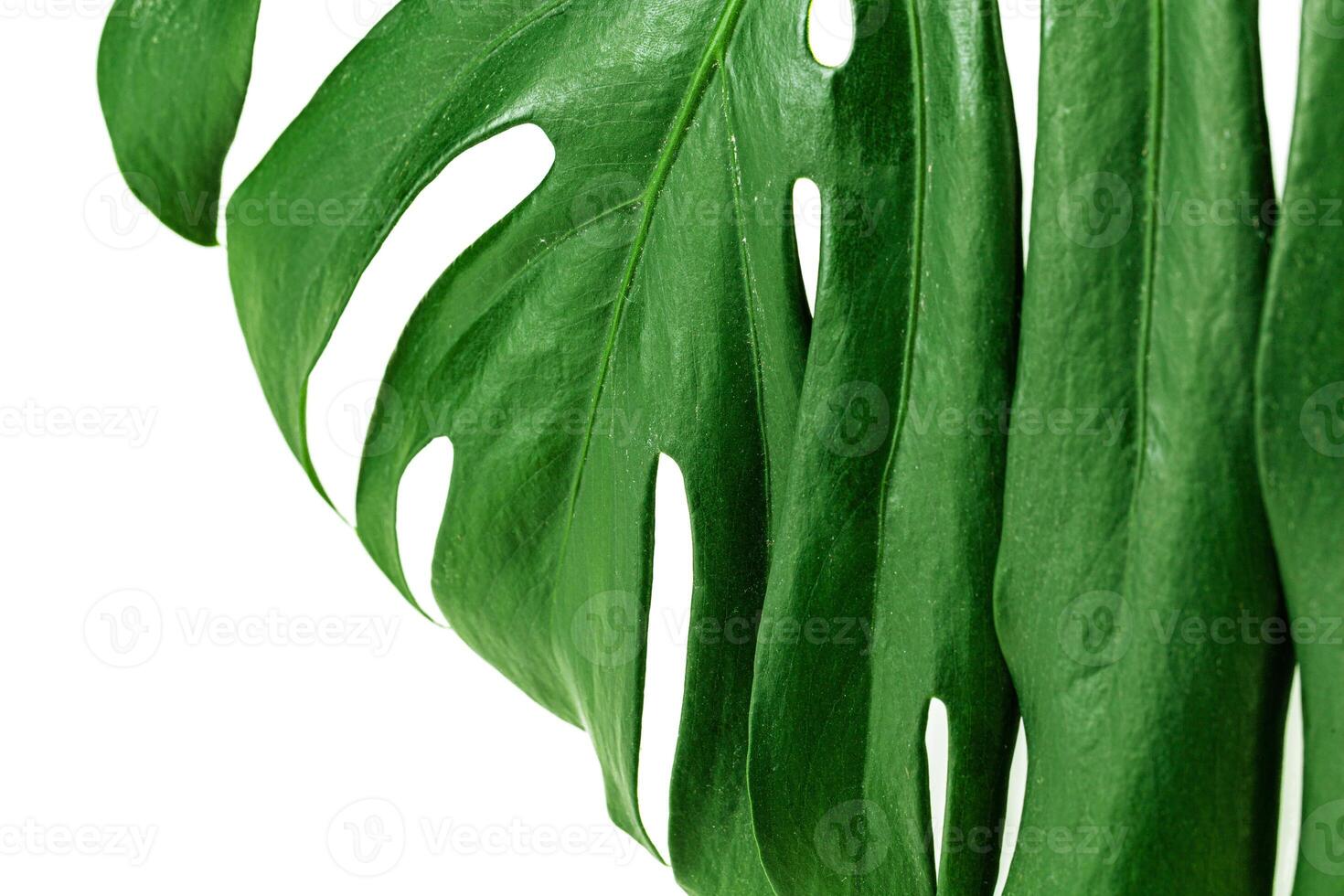 Glossy monstera leaf close up isolated on white background photo