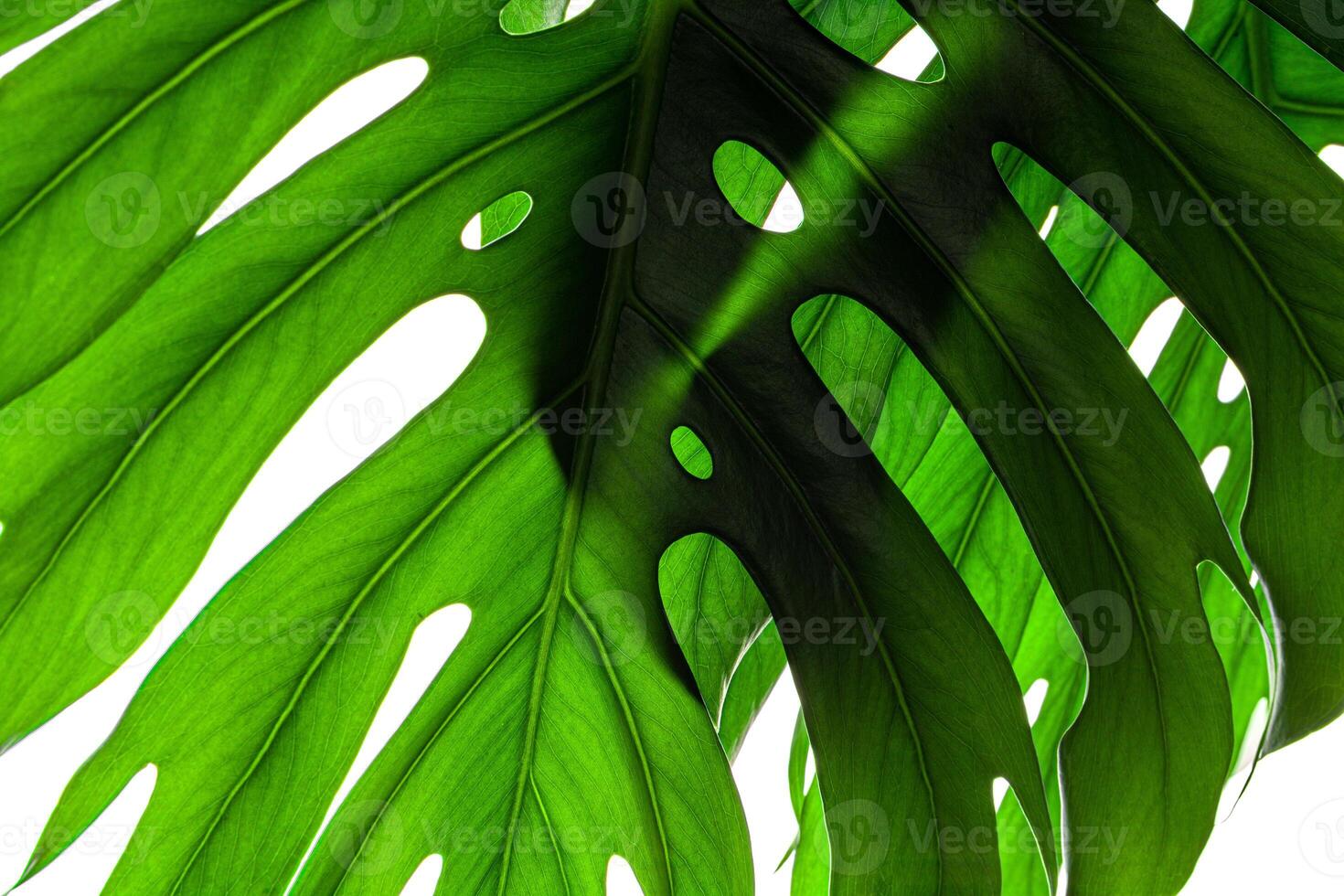 Creative background of a monstera plant leaf photo
